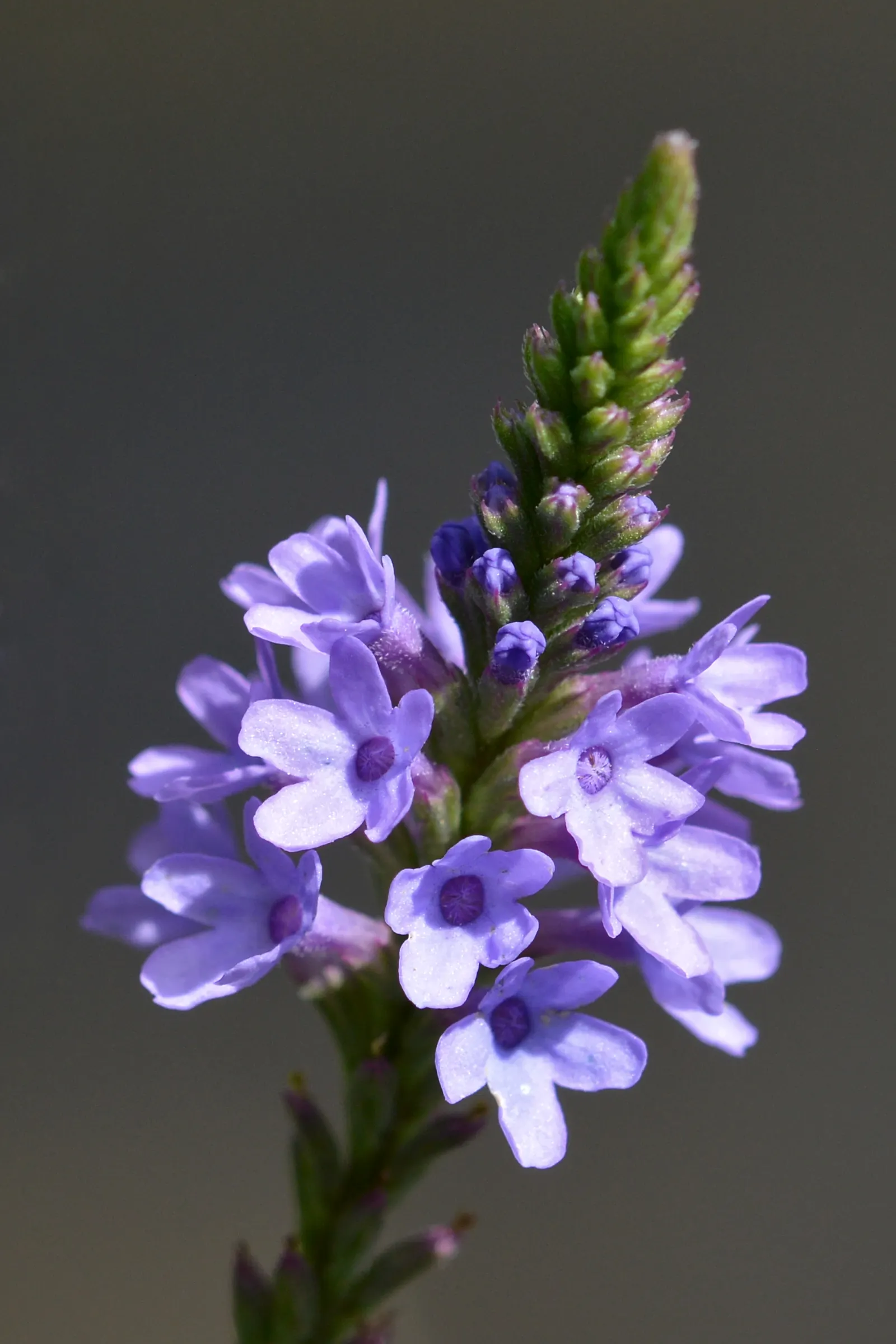 American Blue Vervain (Verbena Hastata) — but deadheading can promote a tidier appearance and potential rebloom