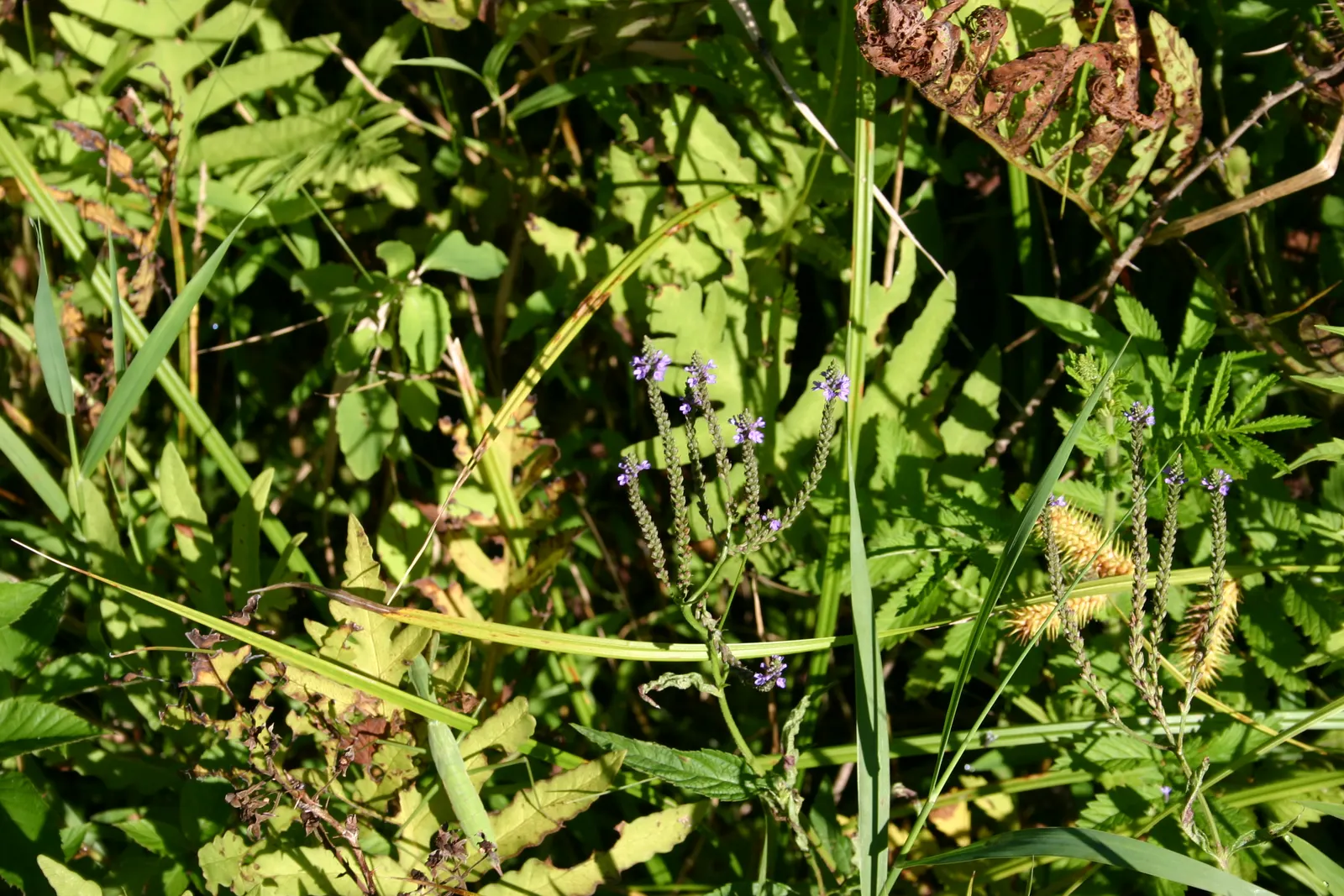 American Blue Vervain (Verbena Hastata) — the seed heads provide textural interest and food for birds.<br><br>This species requires minimal maintenance