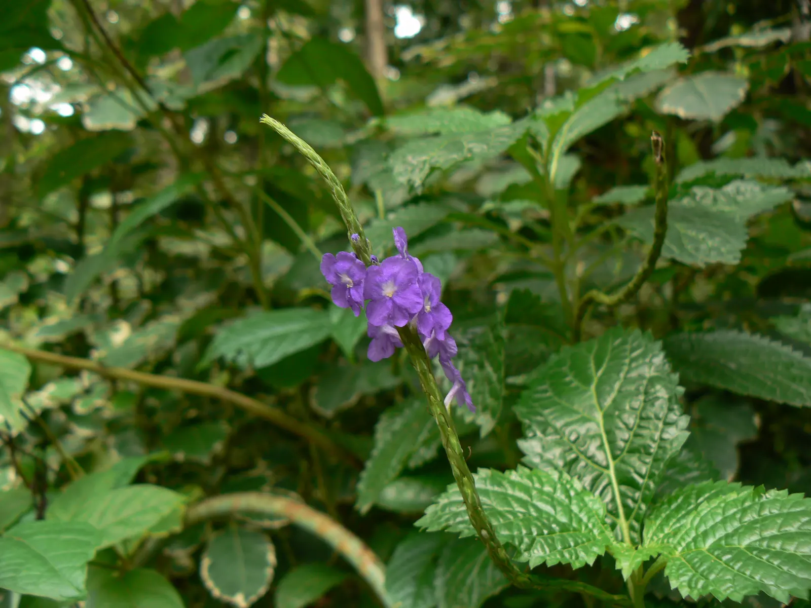 American Blue Vervain (Verbena Hastata) — It thrives in USDA zones 3-8, reaching 4-6 feet high and 2-3 feet wide; clumping habit.<br><br>This resilient plant