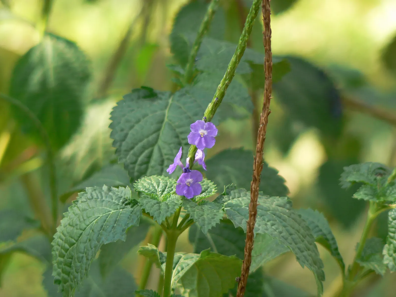 American Blue Vervain (Verbena Hastata) — American Blue Vervain adds a touch of wild grace to any garden while supporting local wildlife