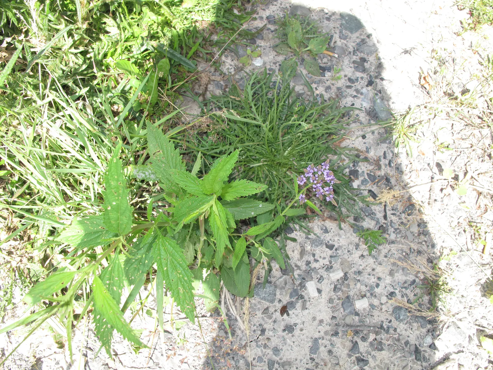 American Blue Vervain (Verbena Hastata) — It tolerates a range of soil conditions but fares best in moist, well-drained soils; its vertical form contrasts well