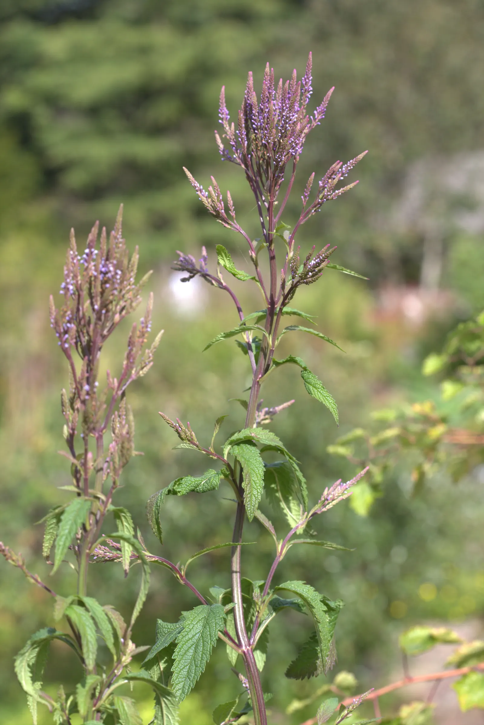 American Blue Vervain (Verbena Hastata) — With its ecological benefits and striking aesthetics