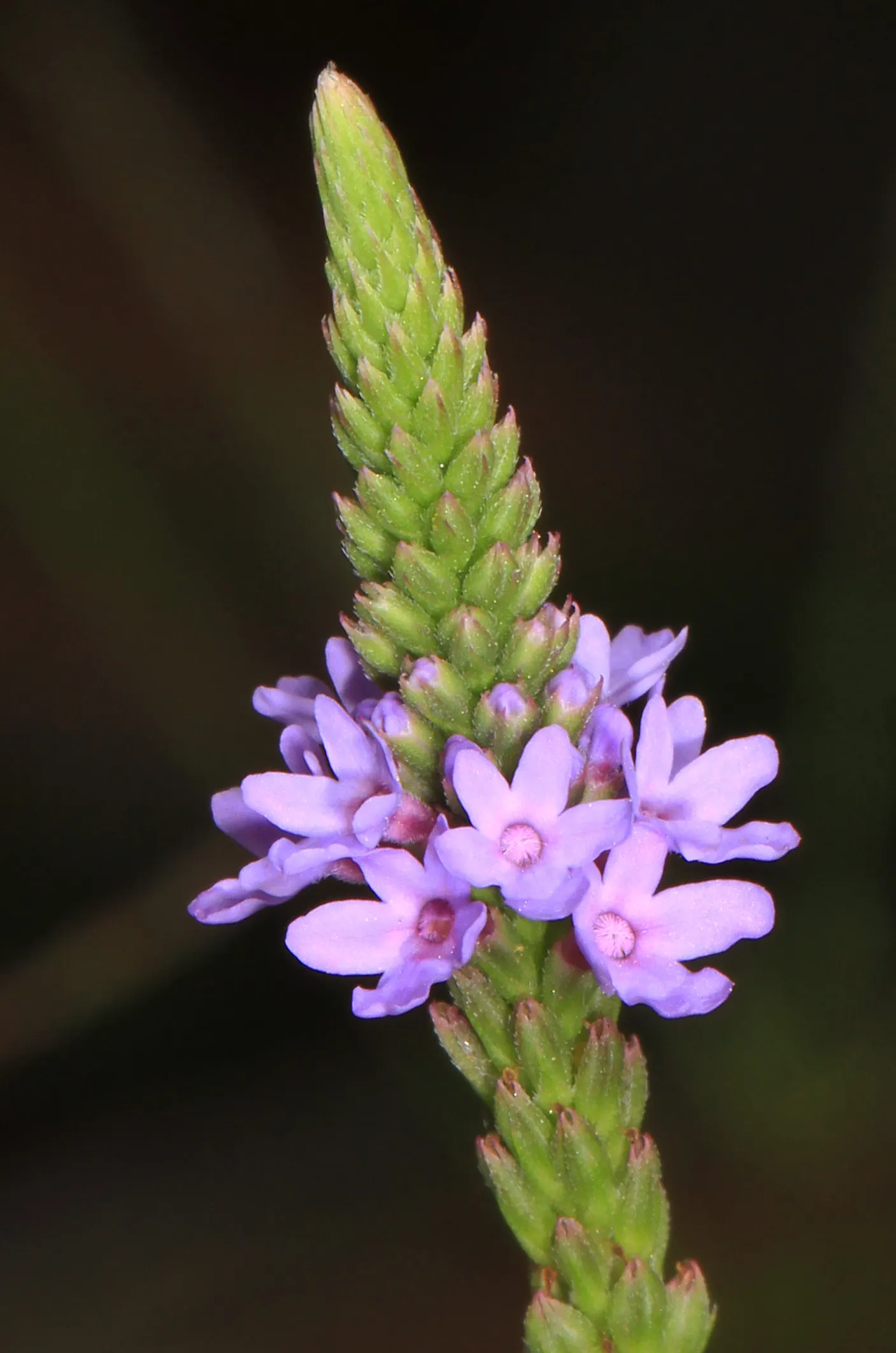 American Blue Vervain (Verbena Hastata) — American Blue Vervain, scientifically known as Verbena hastata, is a perennial herb native to North America; consider