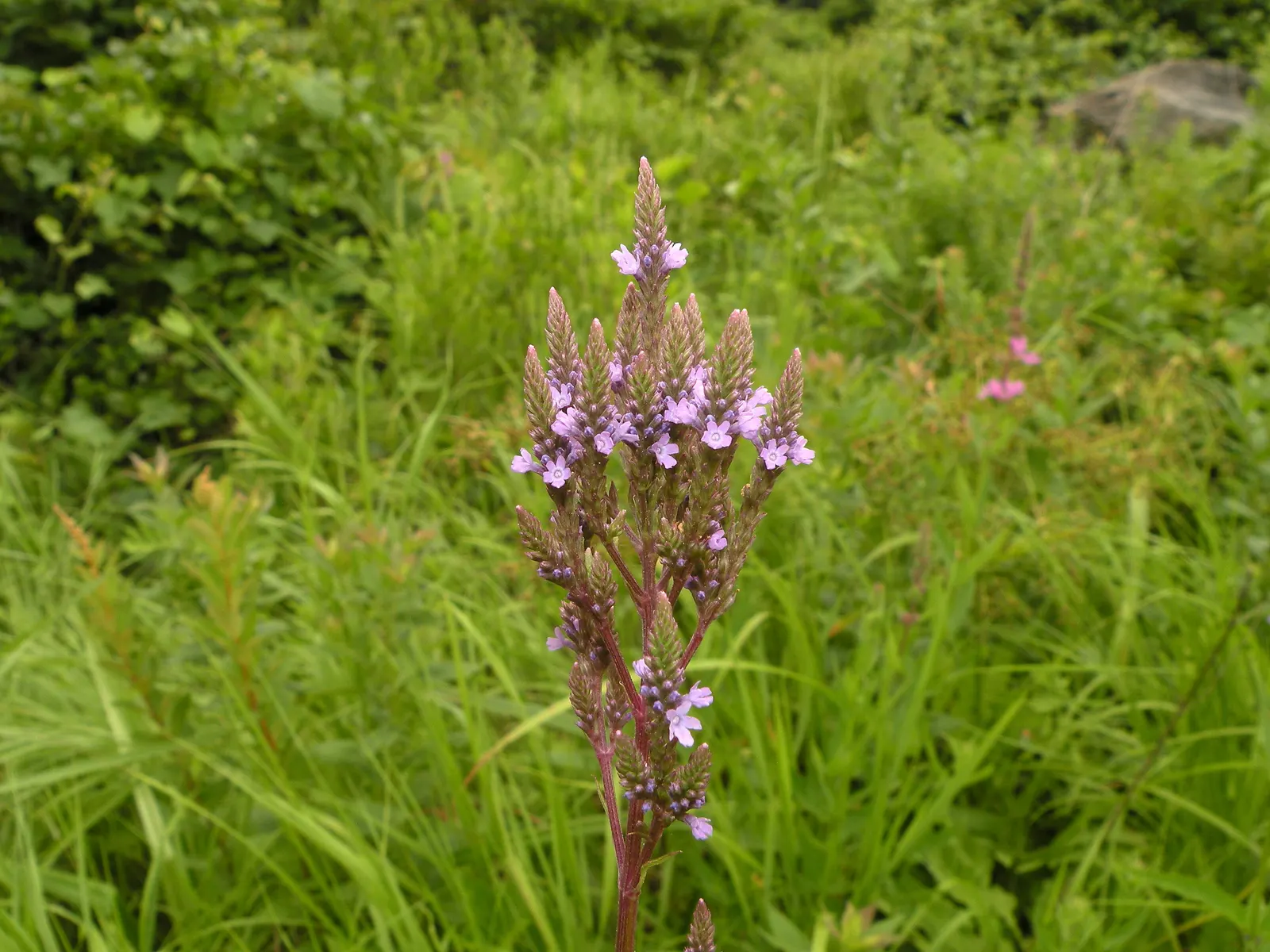 American Blue Vervain (Verbena Hastata) — Ideally planted in full sun to part shade, this native prefers moist, well-drained soil; the seed heads provide