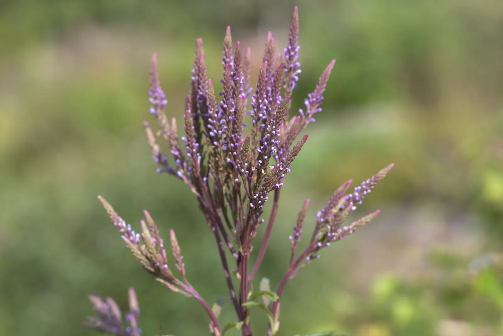 American Blue Vervain (Verbena Hastata) — Its vertical form contrasts well with broad-leaved plants and grasses