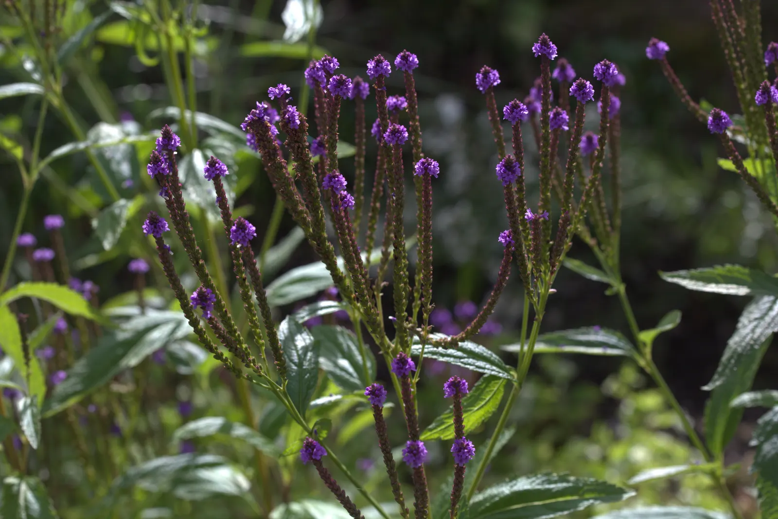 American Blue Vervain (Verbena Hastata) — American Blue Vervain (Verbena hastata) is a perennial with tall, slender spikes of violet flowers