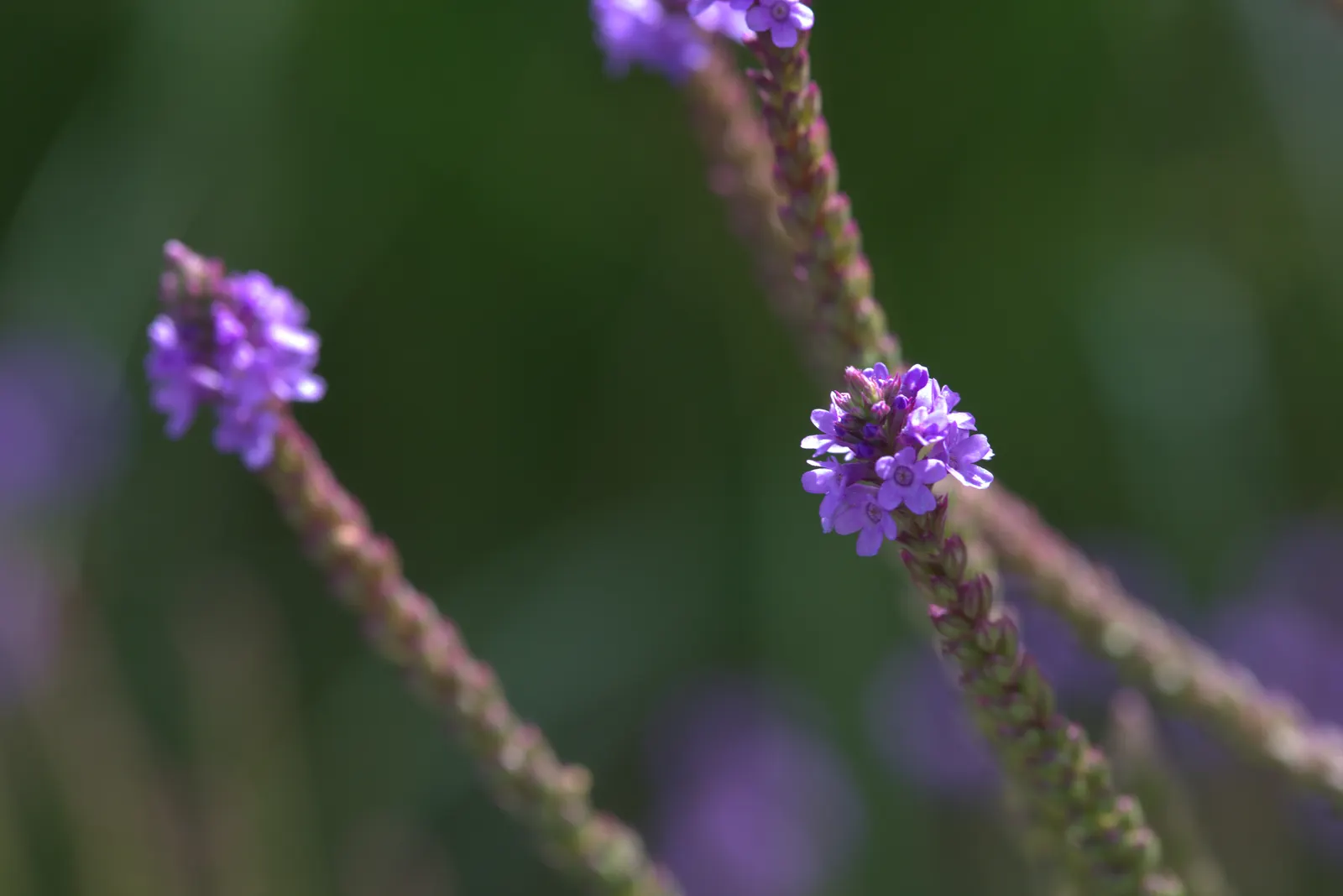American Blue Vervain (Verbena Hastata) — preferring full sun or partial shade