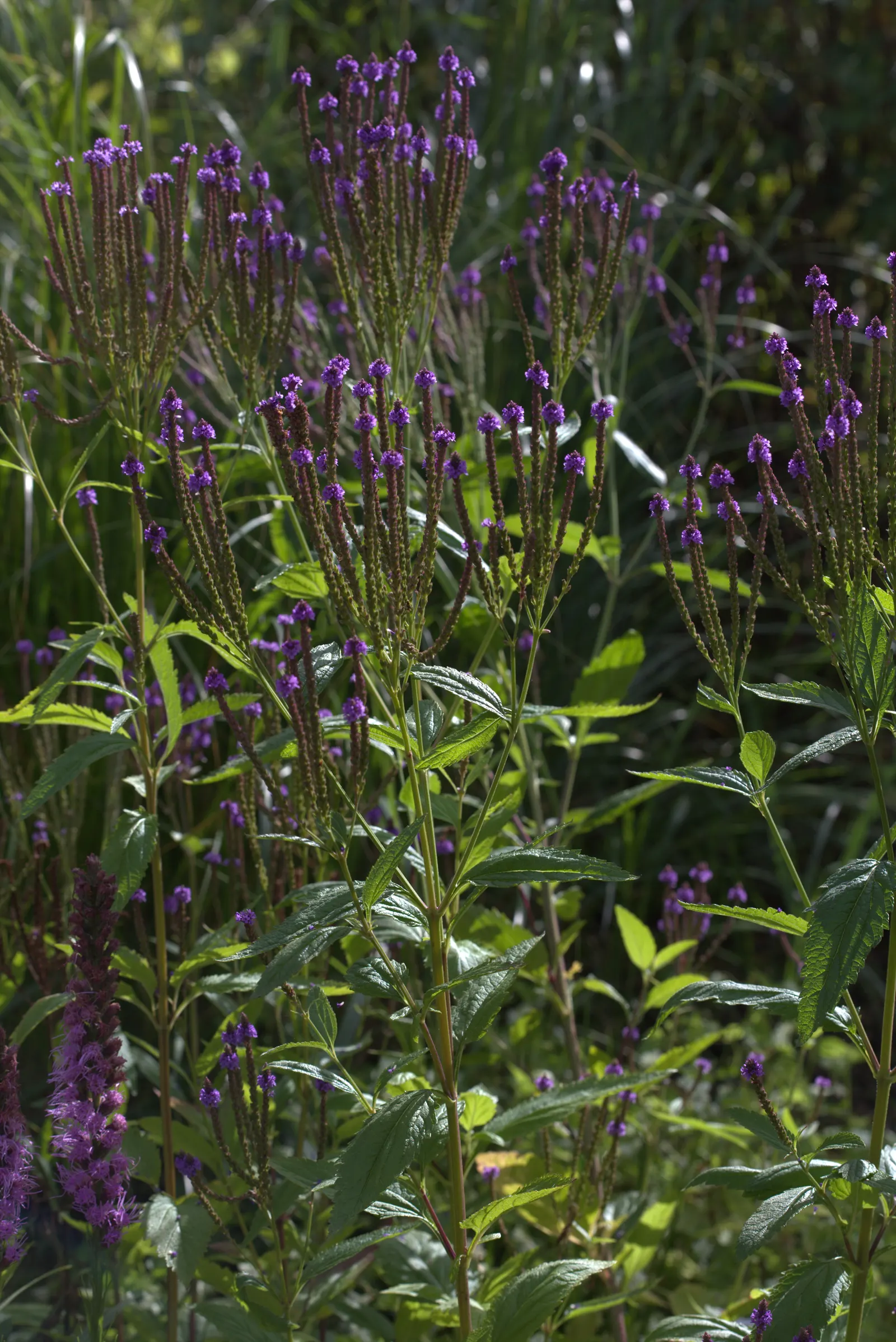 American Blue Vervain (Verbena Hastata) — offering a vital source of nectar.<br><br>When creating a landscape design