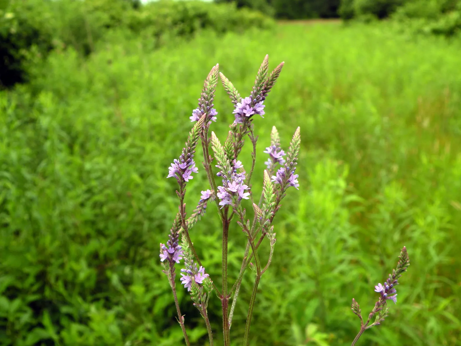 American Blue Vervain (Verbena Hastata) — ground cover / perennial / wildflower with blue blooms