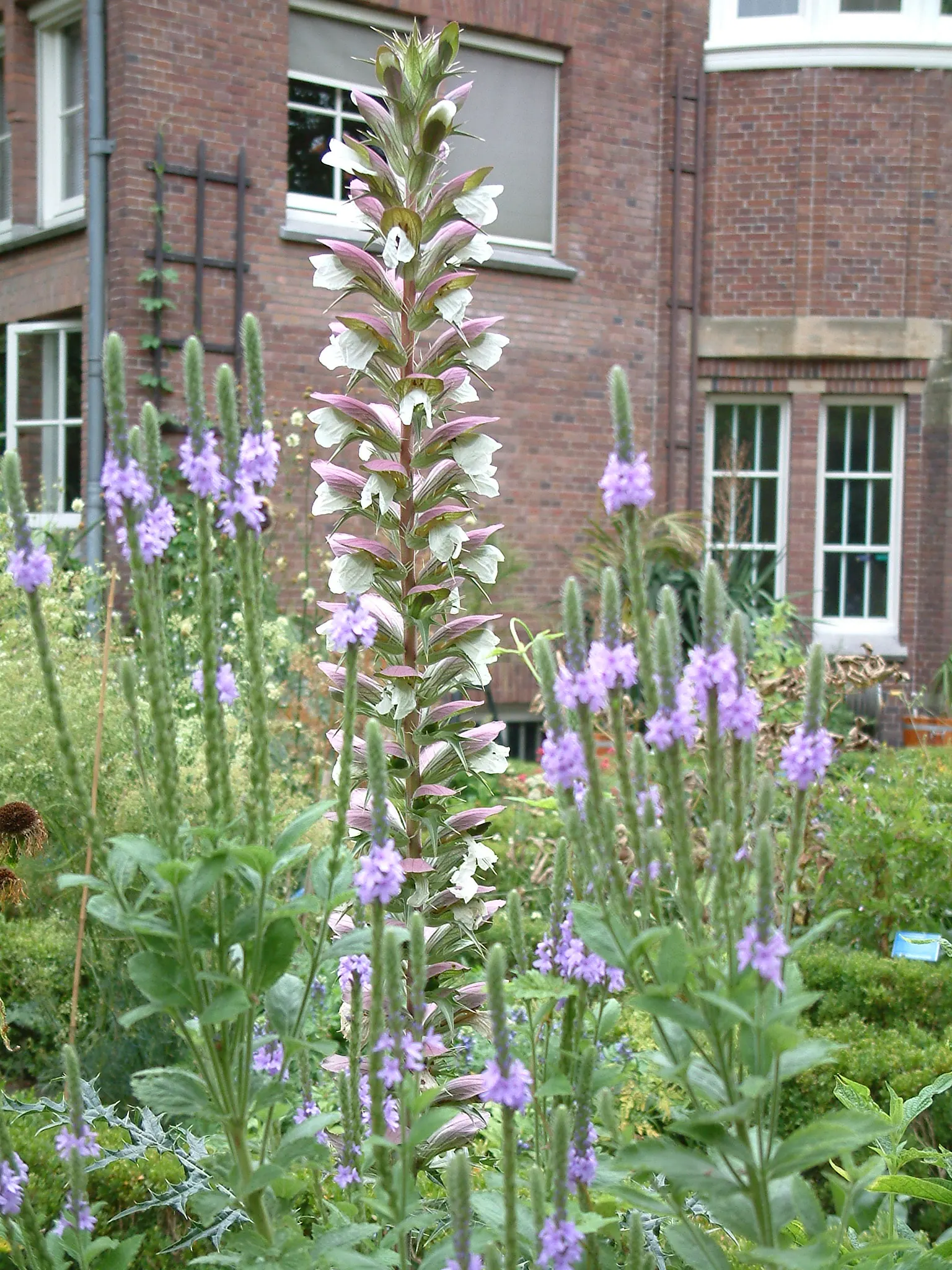American Blue Vervain (Verbena Hastata) — preferring full sun or partial shade; reaching a mature height between 2 to 6 feet and spreading out 1 to 3 feet wide