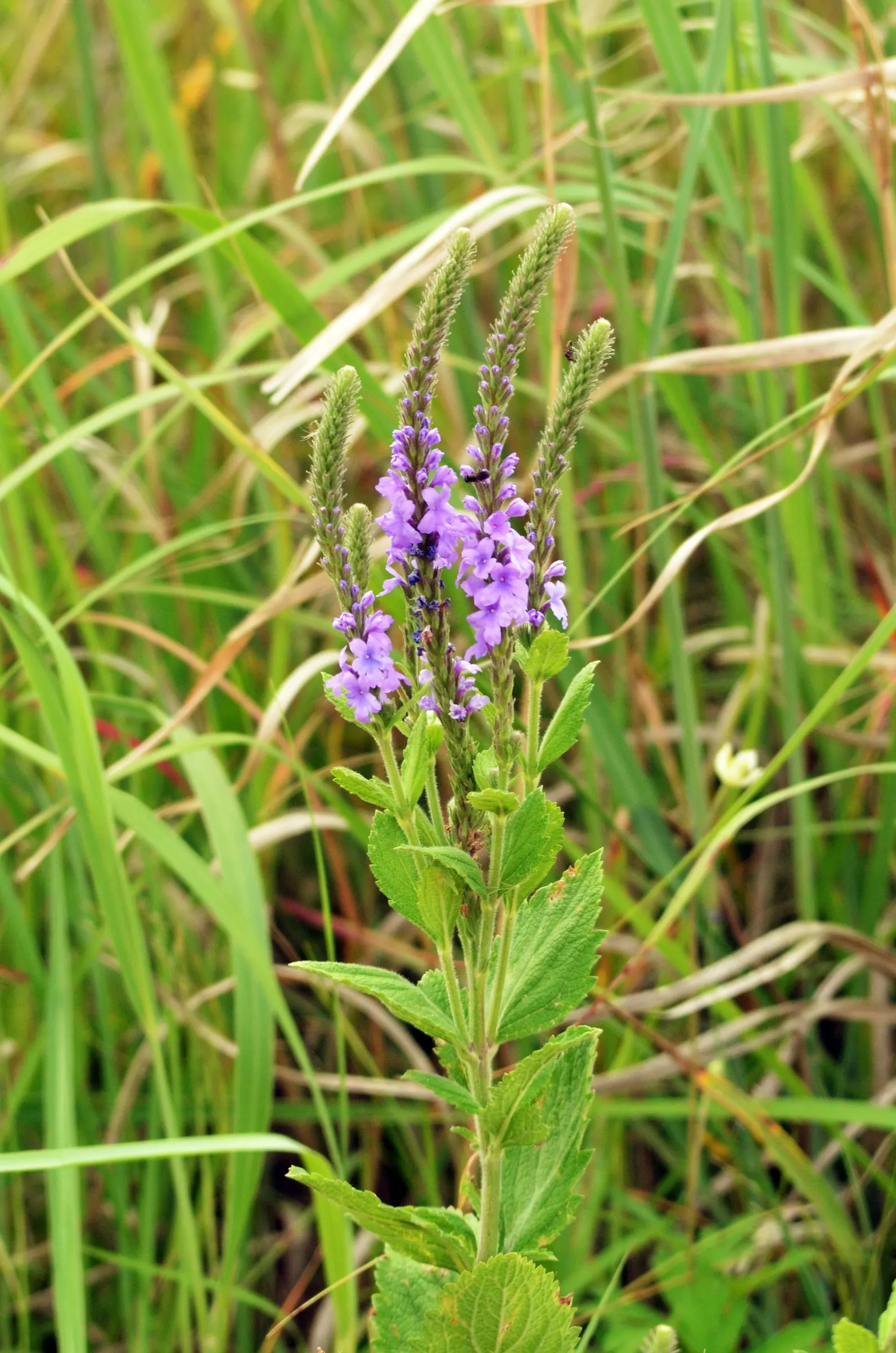 American Blue Vervain (Verbena Hastata) — American Blue Vervain adds a touch of wild grace to any garden while supporting local wildlife; ground cover /