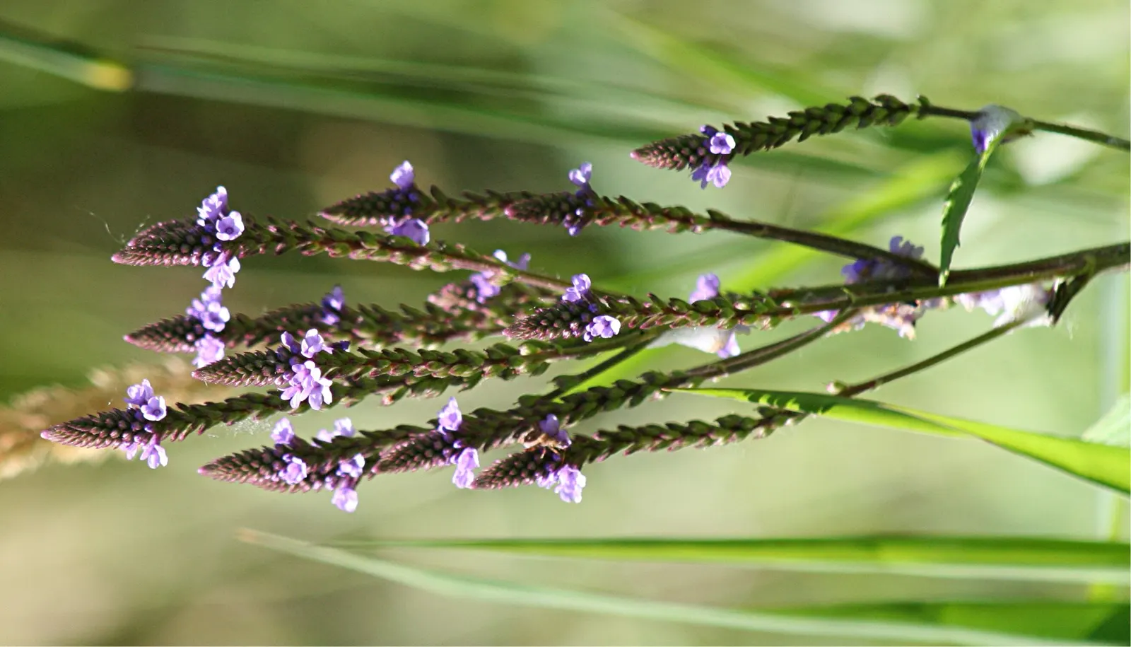 American Blue Vervain (Verbena Hastata) — it boasts a striking vertical presence with spiky