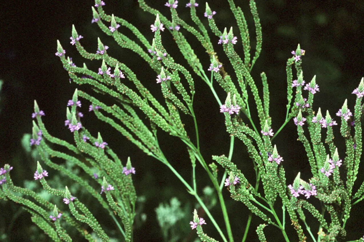 American Blue Vervain (Verbena Hastata) — offering a vital source of nectar.<br><br>When creating a landscape design; ground cover / perennial / wildflower