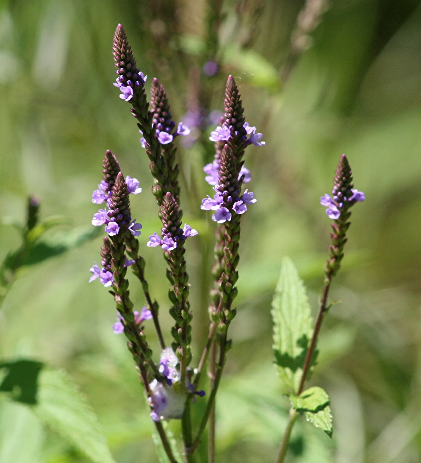 American Blue Vervain (Verbena Hastata) — American Blue Vervain, scientifically known as Verbena hastata, is a perennial herb native to North America