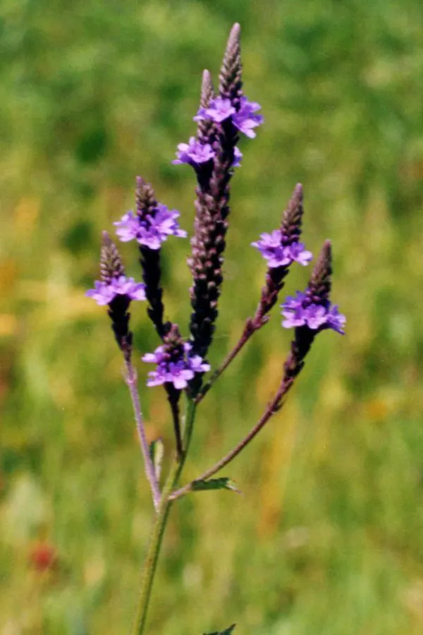 American Blue Vervain (Verbena Hastata) — clumping habit.<br><br>This resilient plant thrives in hardiness zones 3 to 8; it thrives in USDA zones 3-8, reaching
