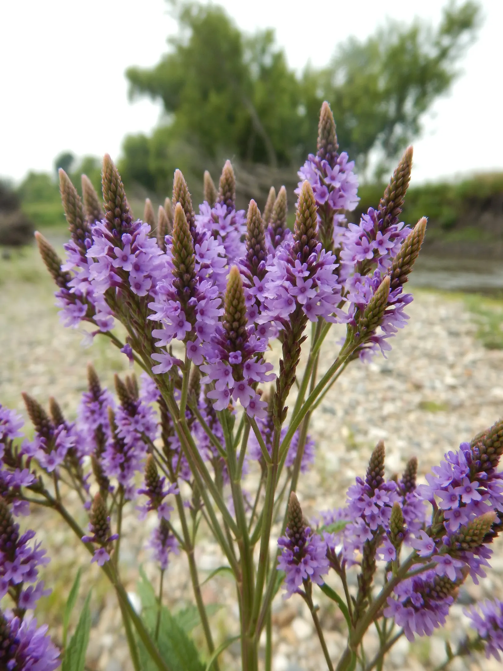 American Blue Vervain (Verbena Hastata) — ground cover / perennial / wildflower with blue blooms; offering a vital source of nectar.<br><br>When creating a