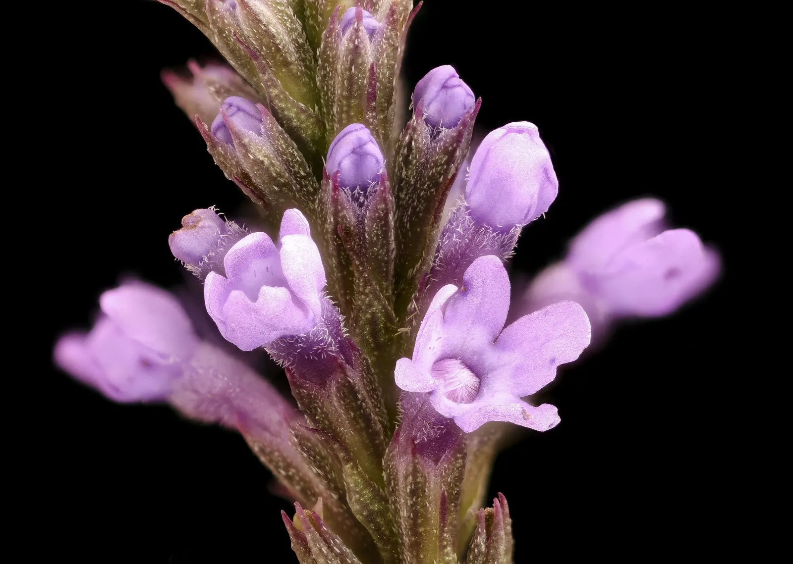 American Blue Vervain (Verbena Hastata) — the seed heads provide textural interest and food for birds.<br><br>This species requires minimal, image 42