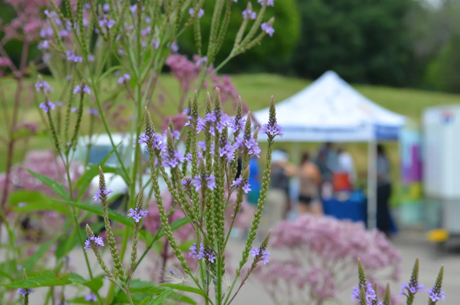 American Blue Vervain (Verbena Hastata) — American Blue Vervain (Verbena hastata) is a perennial with tall, slender spikes of violet flowers; a, image 49