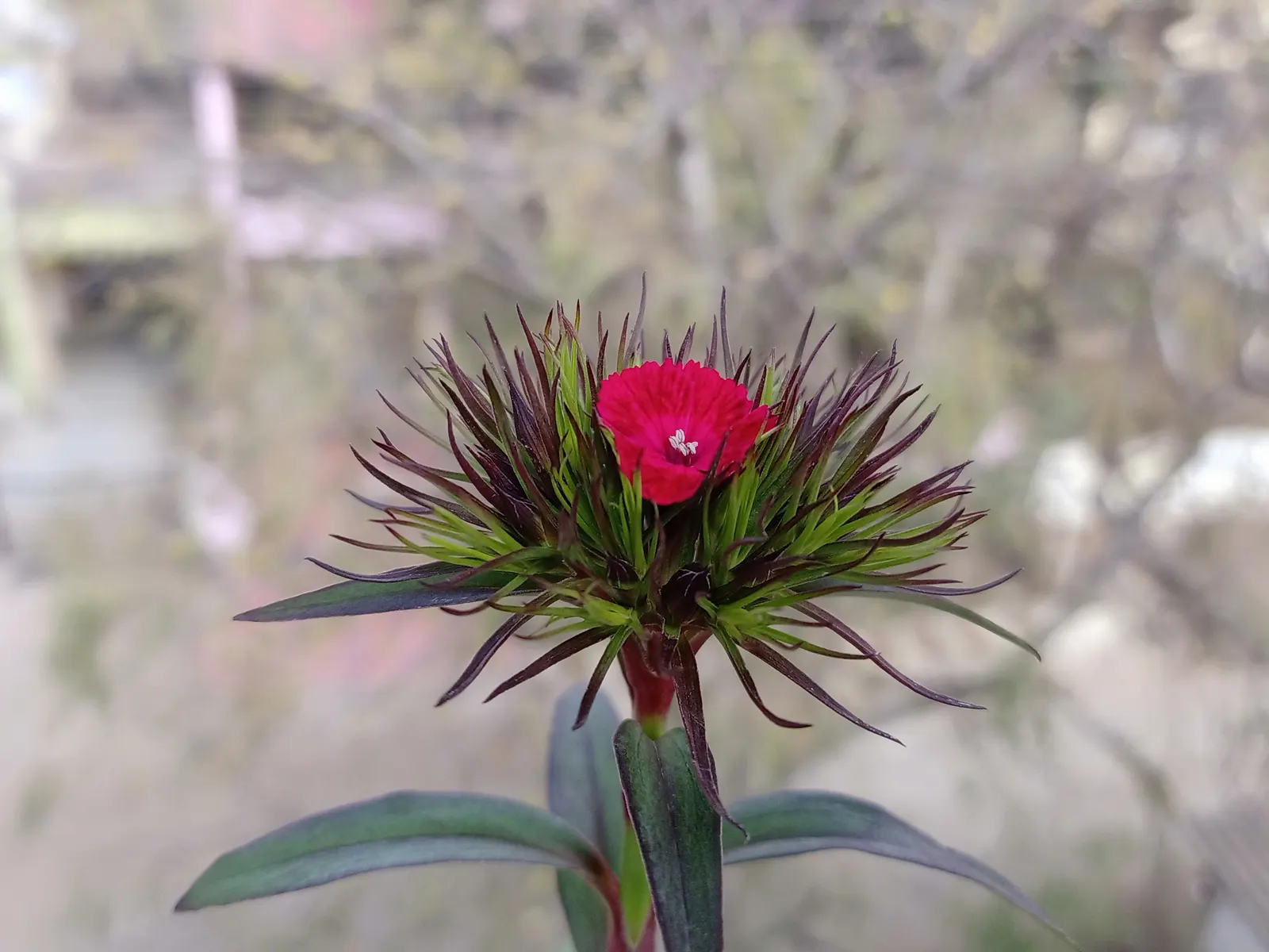 Sweet Williams (Dianthus Barbatus) — and as a cut flower in arrangements; they are excellent choices for borders, image 91