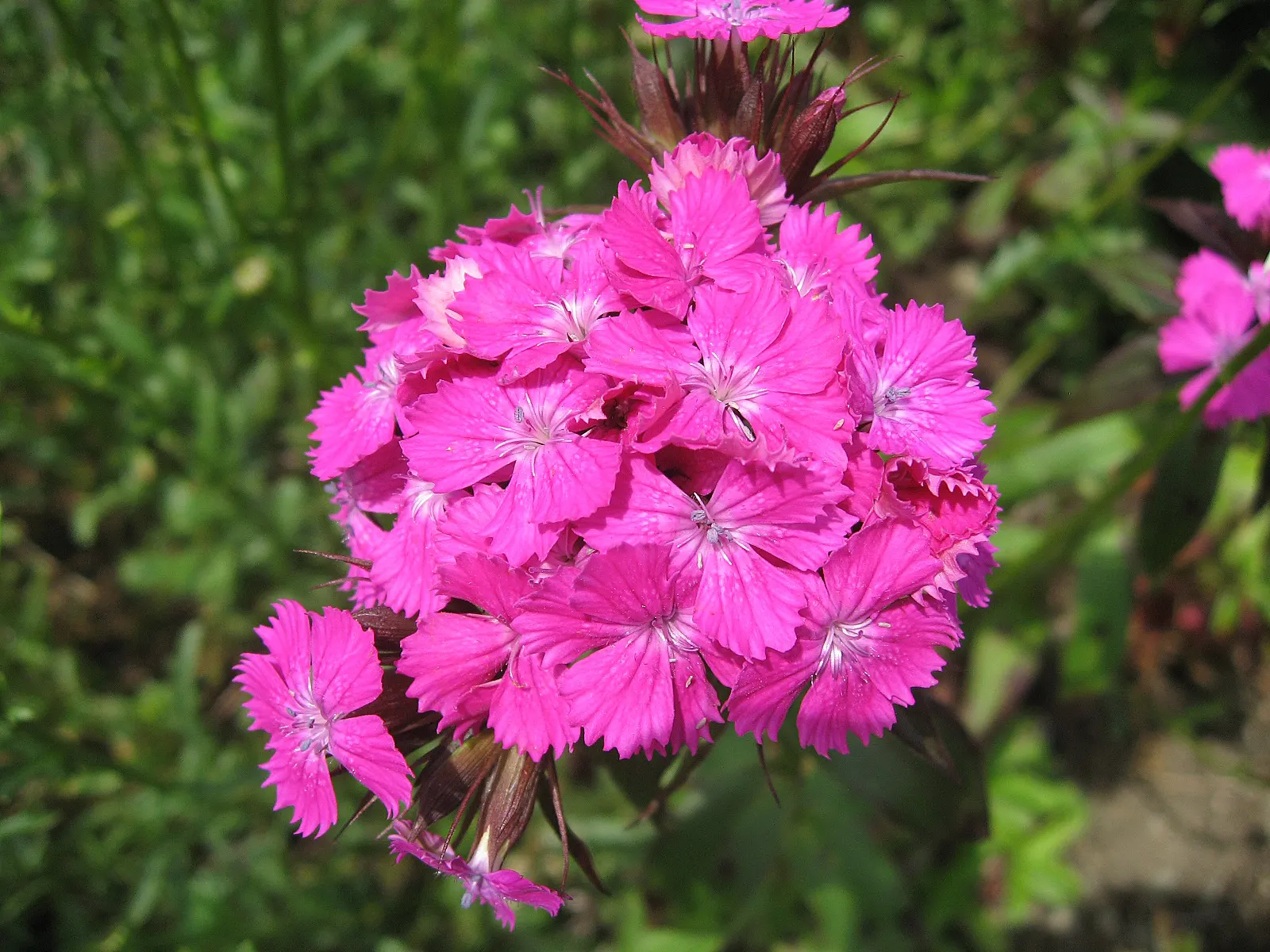 Sweet Williams (Dianthus Barbatus) — especially during dry spells; will keep Sweet William looking its best, image 136