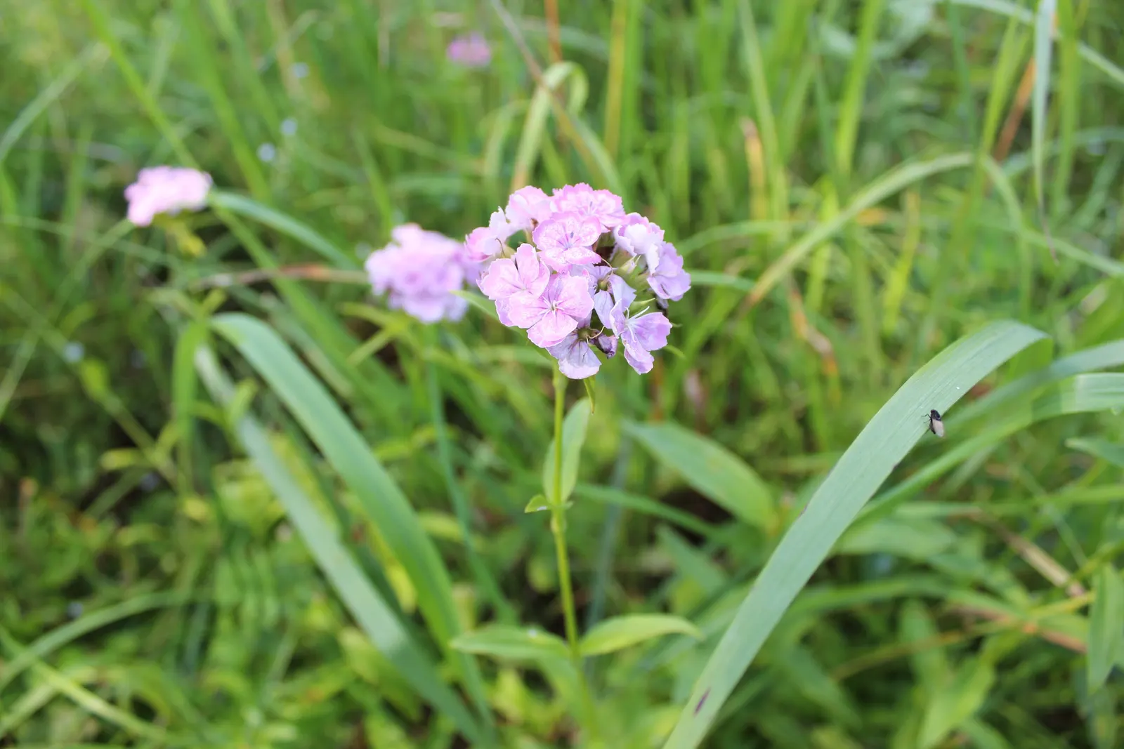 Sweet Williams (Dianthus Barbatus) — will keep Sweet William looking its best; its low-maintenance and long blooming period, image 137
