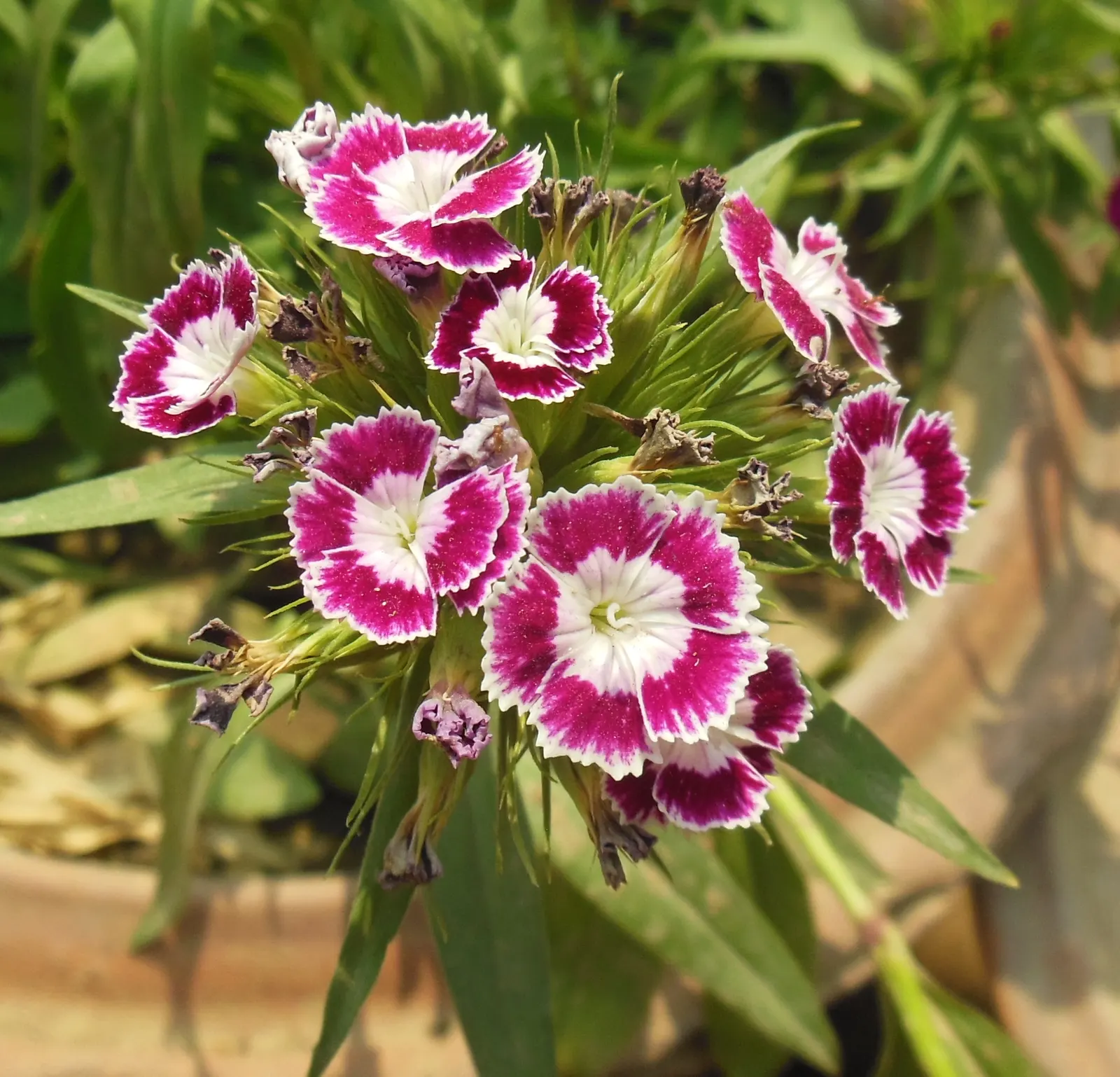 Sweet Williams (Dianthus Barbatus) — multi-colored and pink and red and white flowers in the garden; it is known for its prolific blooming and ease, image 138