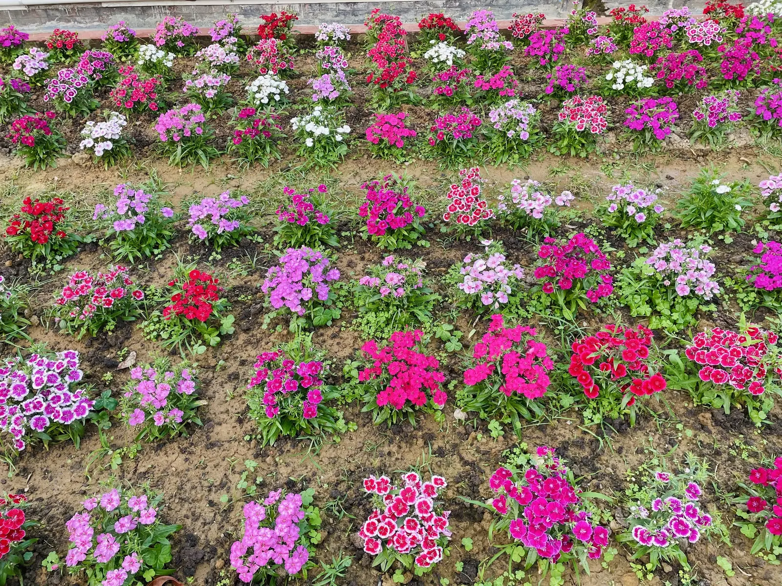 Sweet Williams (Dianthus Barbatus) — The lance-shaped leaves are a bright green; its low-maintenance and long blooming period, image 125