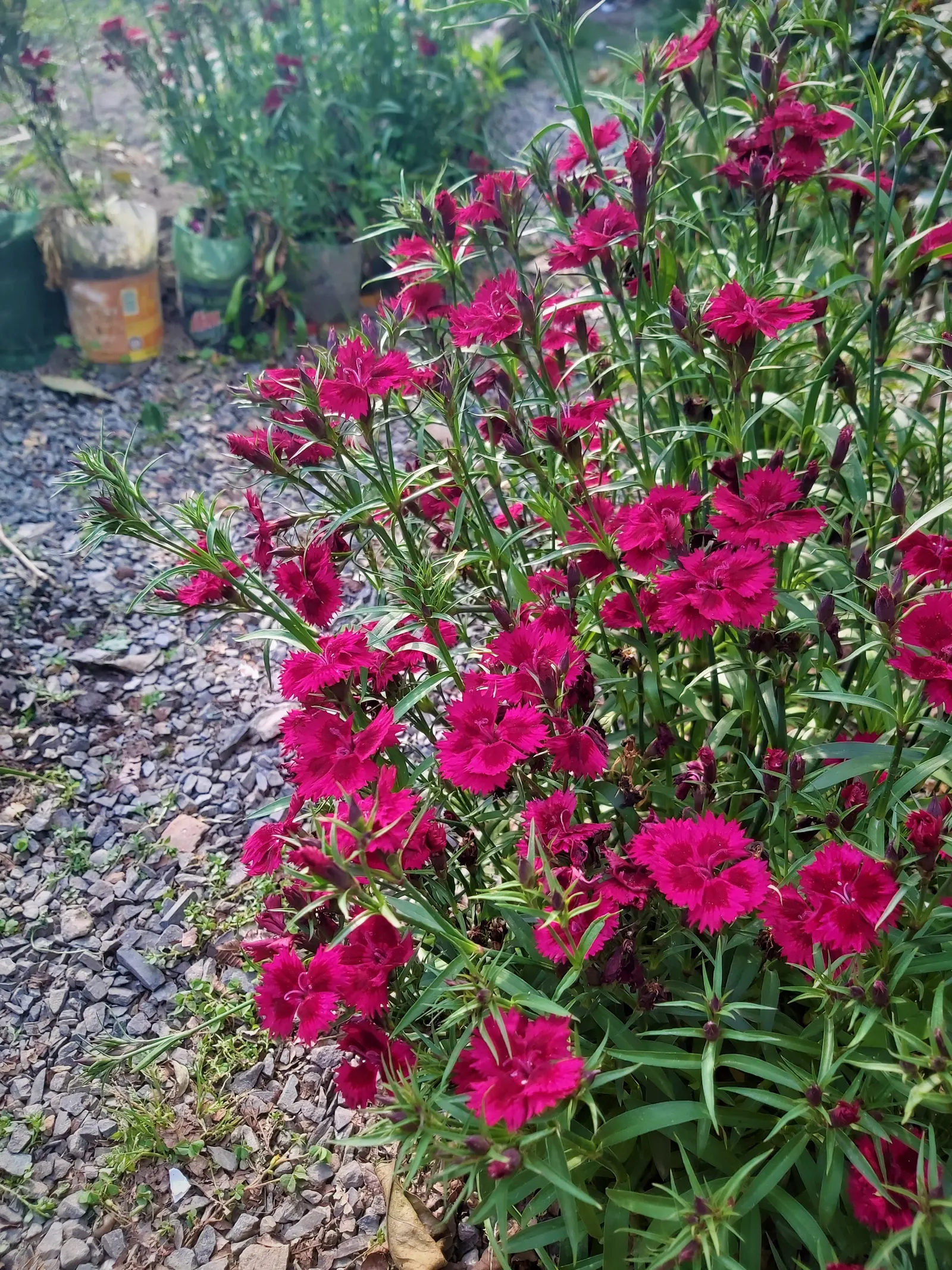 Sweet Williams (Dianthus Barbatus) — spicy fragrance to the landscape; its low-maintenance and long blooming period, image 93