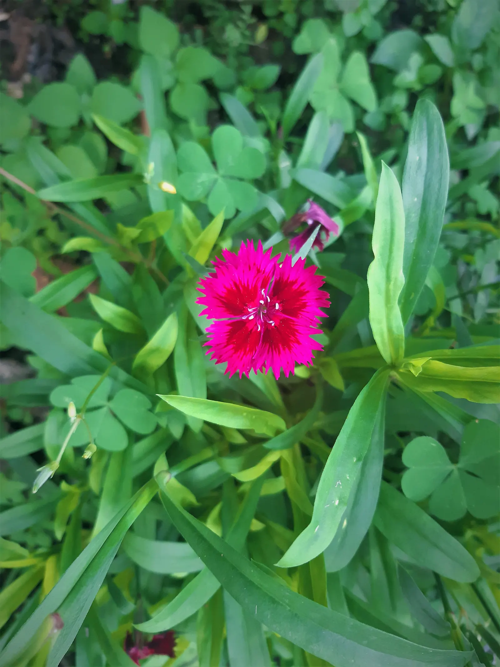 Sweet Williams (Dianthus Barbatus) — A member of the Caryophyllaceae family; it is known for its prolific blooming and ease of care, image 122