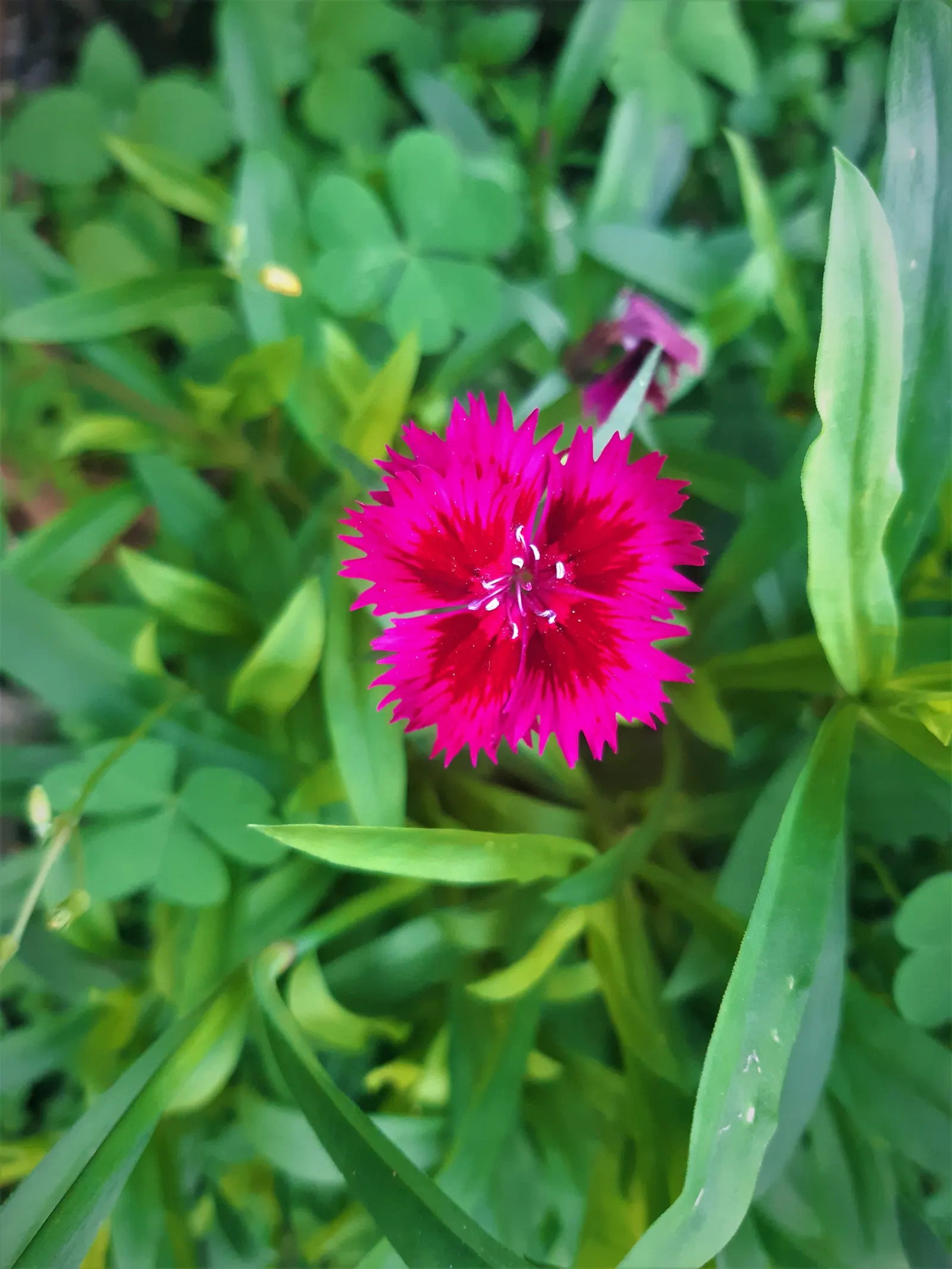 Sweet Williams (Dianthus Barbatus) — Its low-maintenance and long blooming period; will keep Sweet William looking its best, image 116