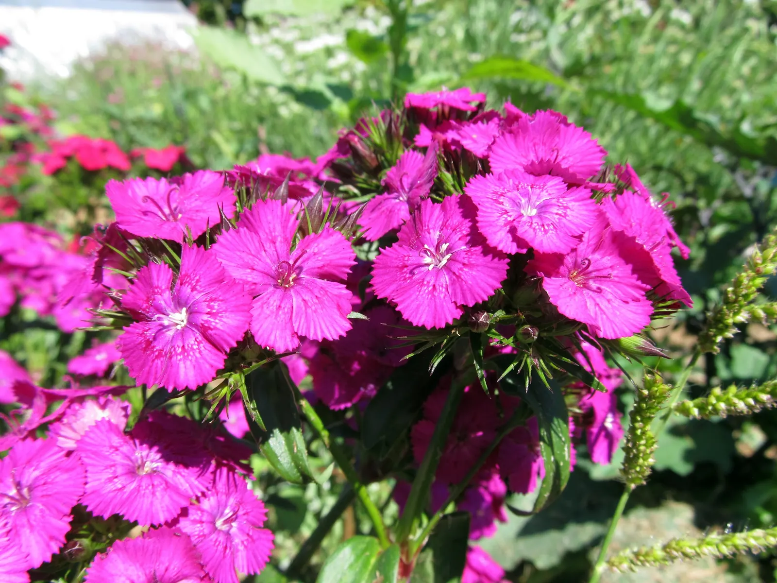 Sweet Williams (Dianthus Barbatus) — creating a lush mound of foliage and blooms; will keep Sweet William looking its best, image 68