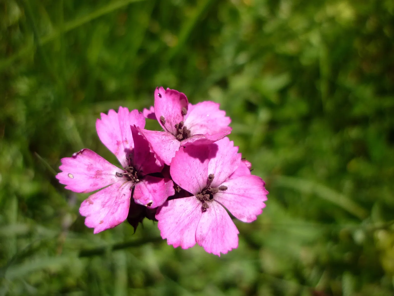 Sweet Williams (Dianthus Barbatus) — it is known for its prolific blooming and ease of care; they are excellent choices for borders, image 95