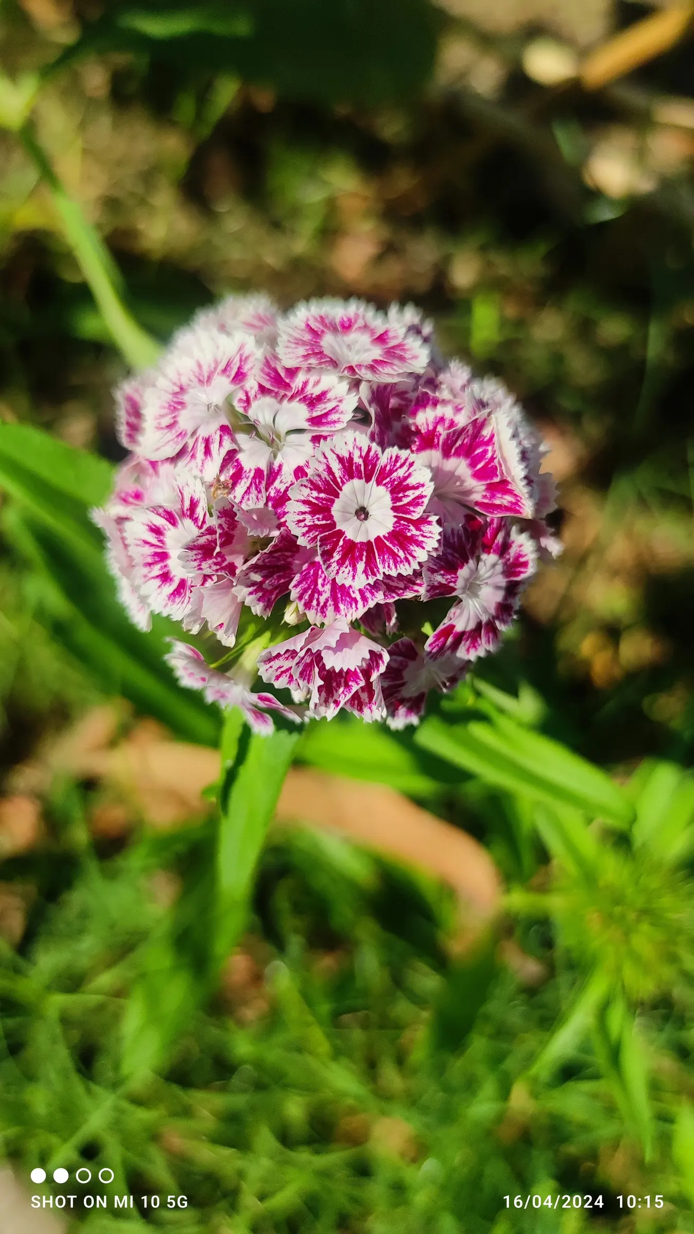 Sweet Williams (Dianthus Barbatus) — A member of the Caryophyllaceae family; it is known for its prolific blooming and ease of care, image 66