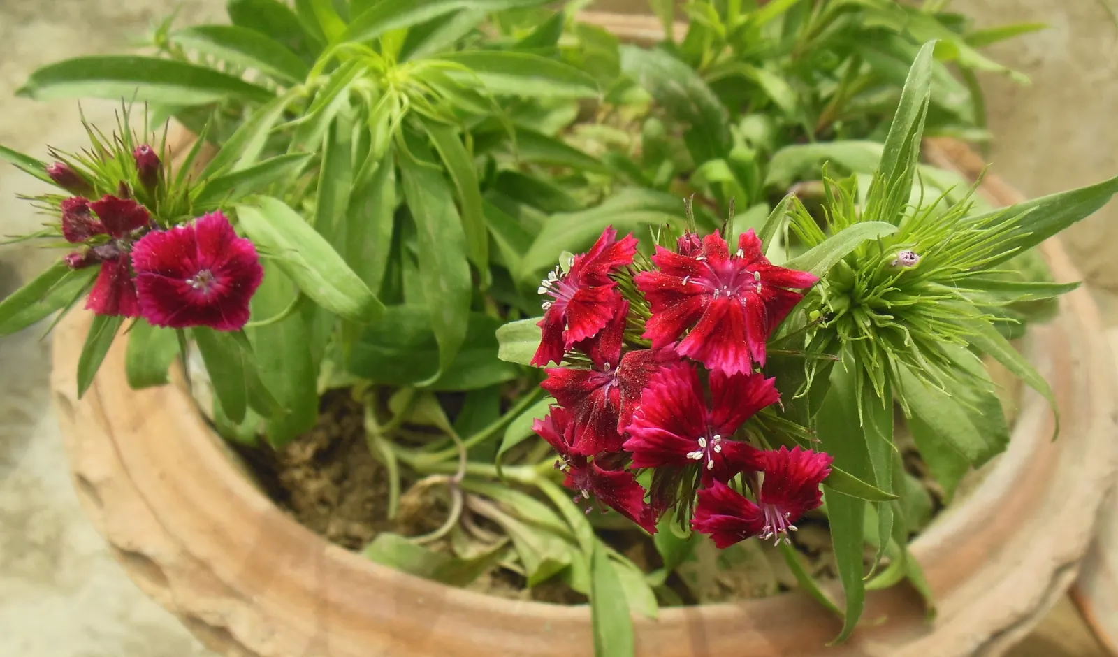 Sweet Williams (Dianthus Barbatus) — or as a part of a mixed perennial bed; it is known for its prolific blooming and ease of care, image 134