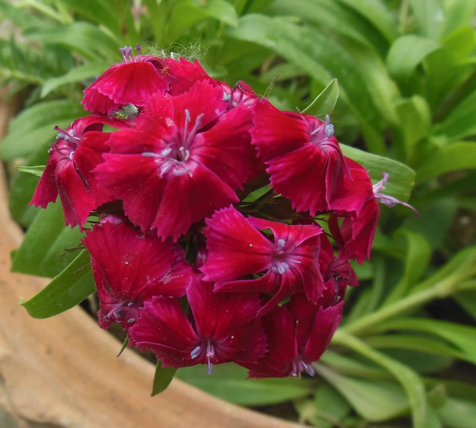 Sweet Williams (Dianthus Barbatus) — and as a charming addition to a cottage garden; they are excellent choices for borders, image 131