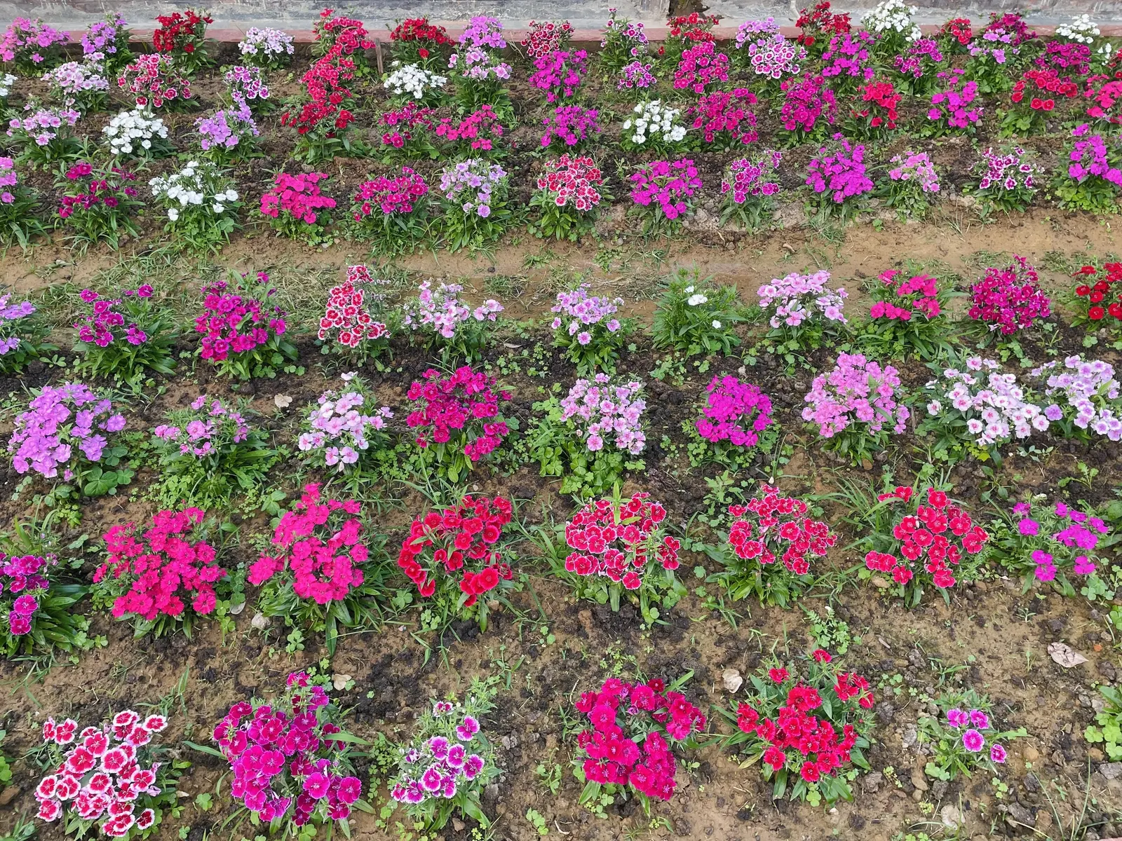 Sweet Williams (Dianthus Barbatus) — spicy fragrance to the landscape; its low-maintenance and long blooming period, image 121