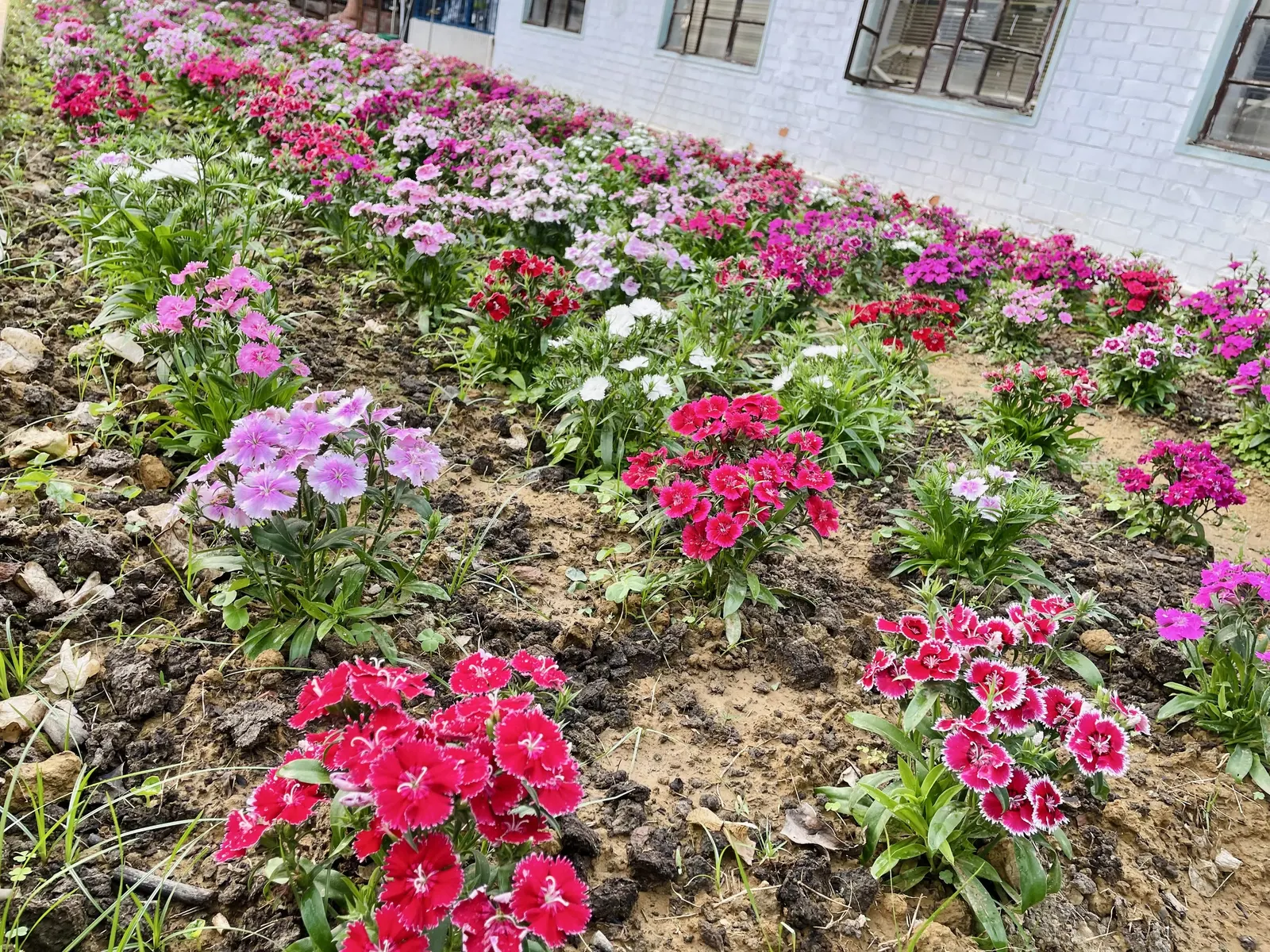 Sweet Williams (Dianthus Barbatus) — and as a cut flower in arrangements; they are excellent choices for borders, image 119