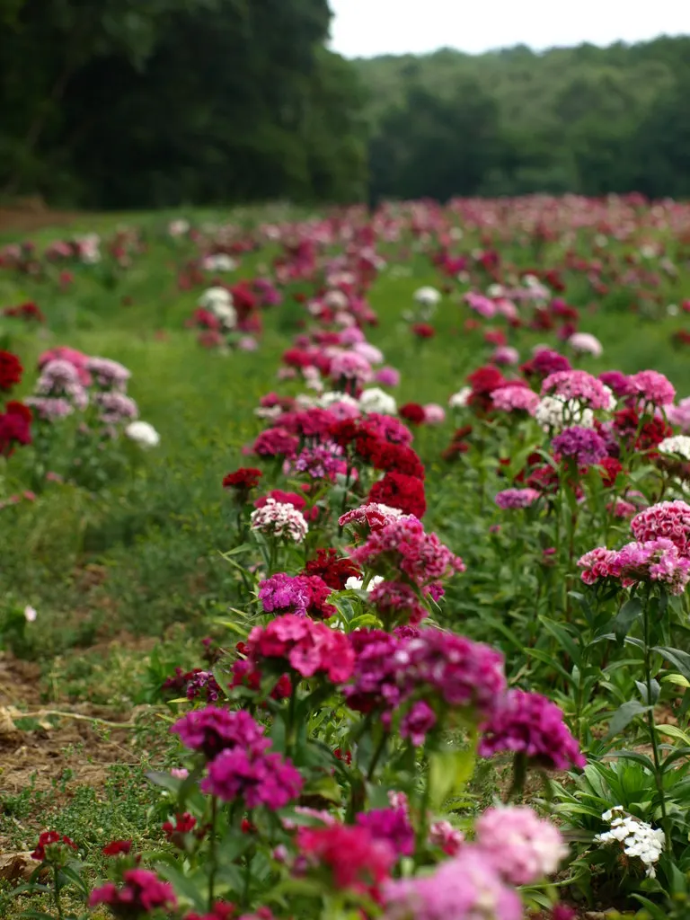 Sweet Williams (Dianthus Barbatus) — spicy fragrance to the landscape; its low-maintenance and long blooming period, image 65