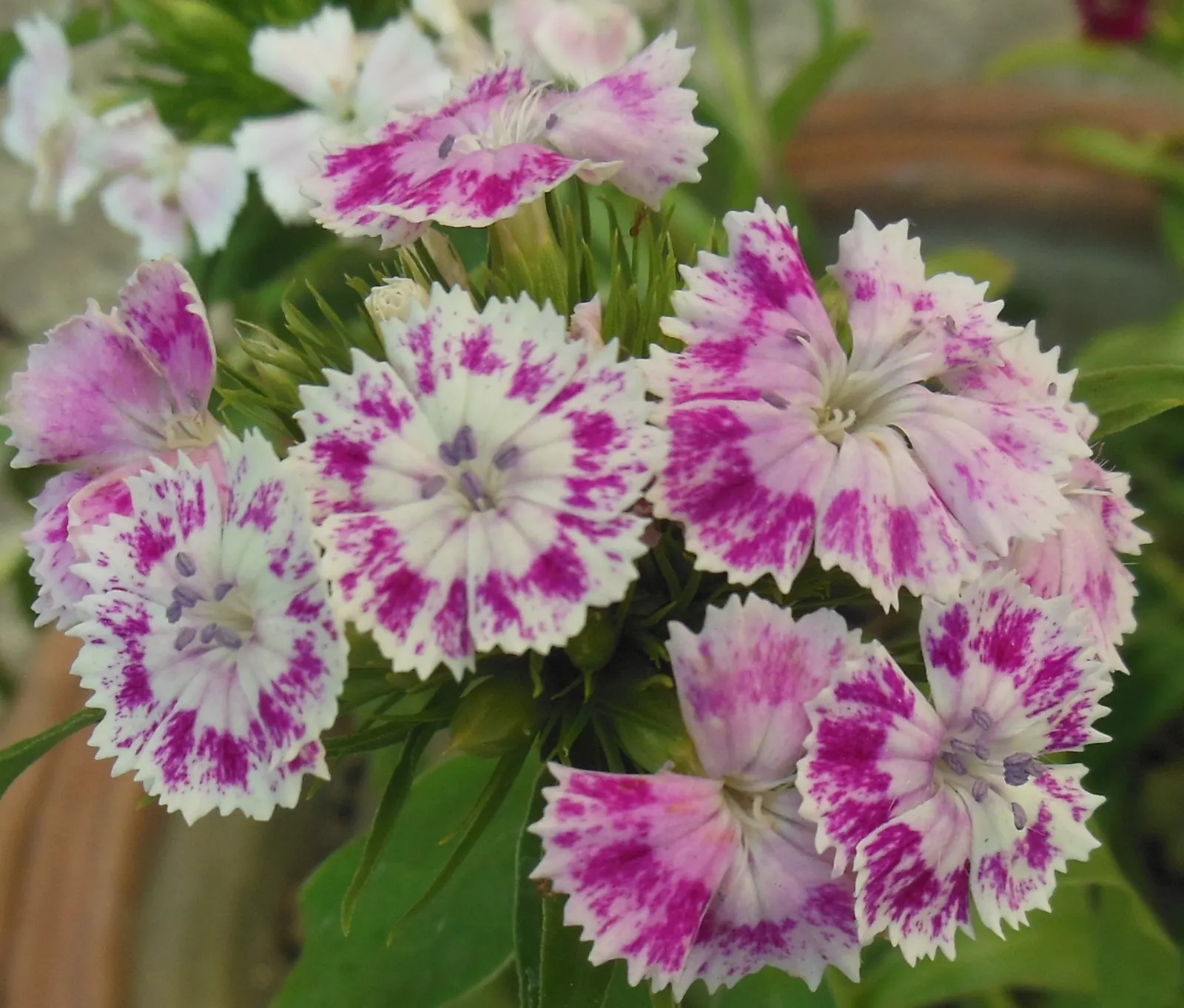Sweet Williams (Dianthus Barbatus) — Its upright form can also bring structure to the design; they are excellent choices for borders, image 135