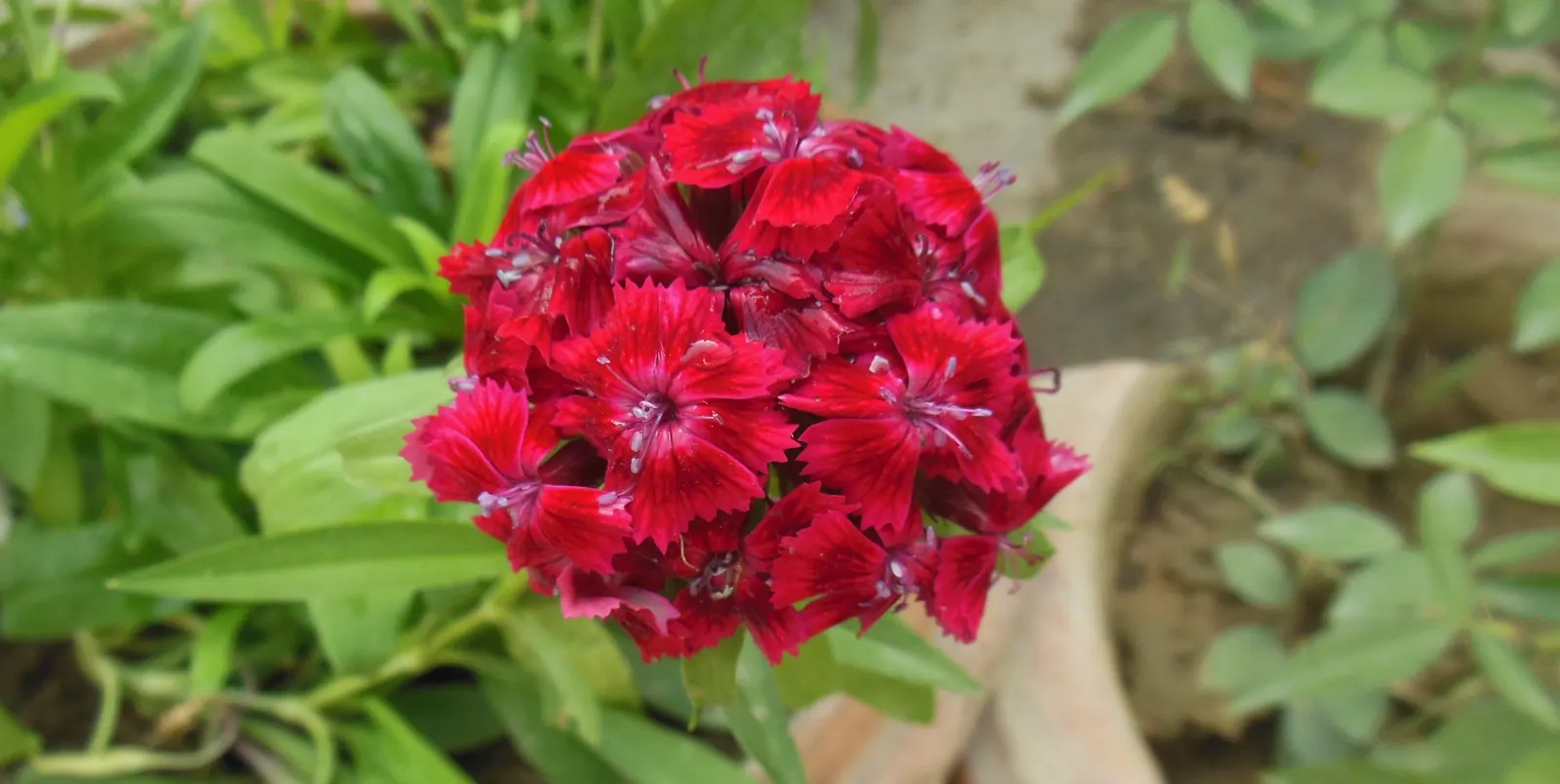 Sweet Williams (Dianthus Barbatus) — fertile soil and thrive in full sunlight but can tolerate partial shade; will keep Sweet William looking its, image 128