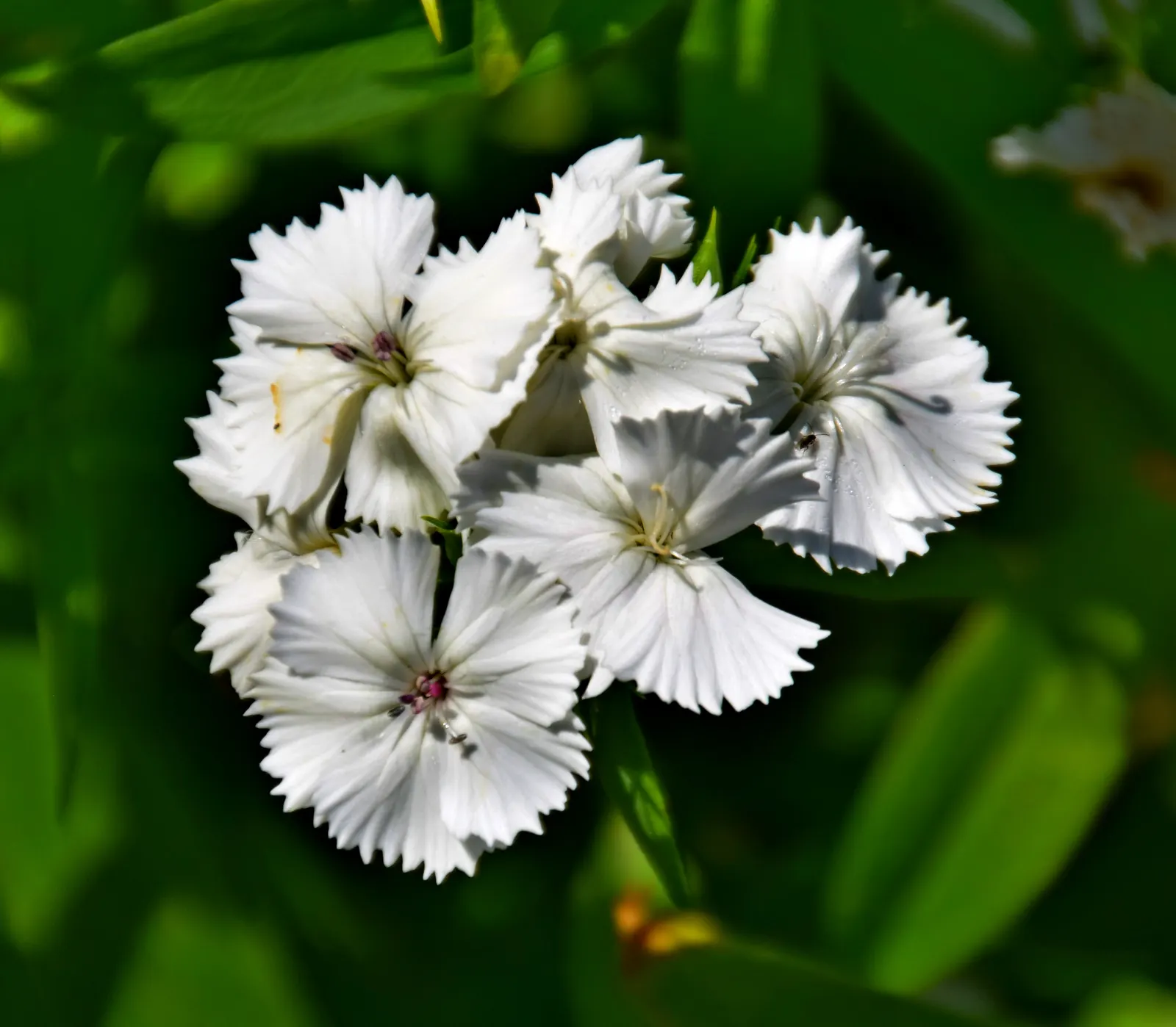 Sweet Williams (Dianthus Barbatus) — which come in an array of colors including red; they are excellent choices for borders, image 127