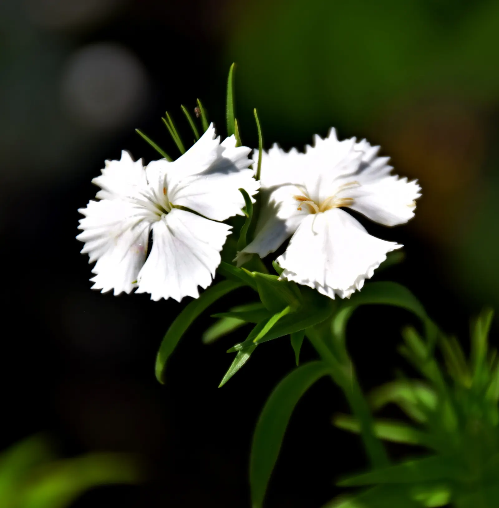 Sweet Williams (Dianthus Barbatus) — creating a lush mound of foliage and blooms; will keep Sweet William looking its best, image 124