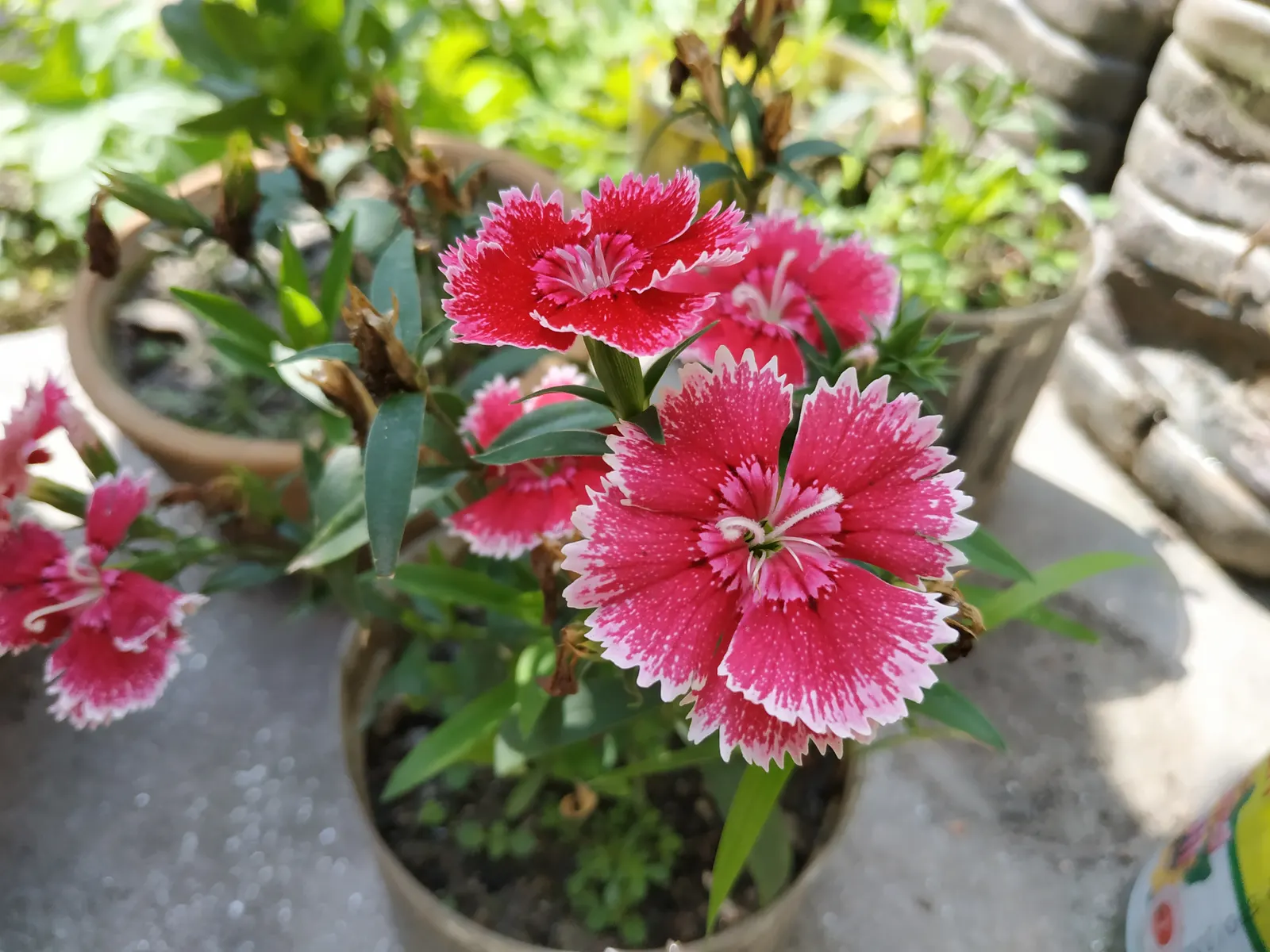 Sweet Williams (Dianthus Barbatus) — they are excellent choices for borders; it is known for its prolific blooming and ease of care, image 130