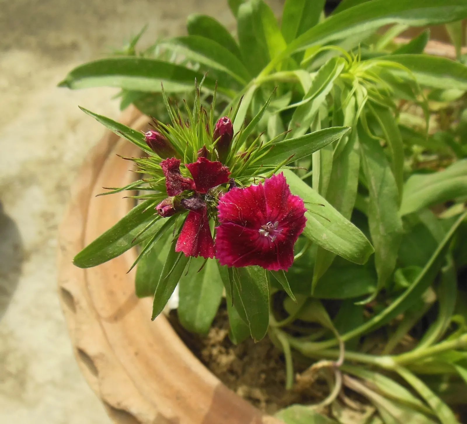 Sweet Williams (Dianthus Barbatus) — consider its ability to provide eye-catching color and pleasing fragrance along pathways; its low-maintenance, image 133