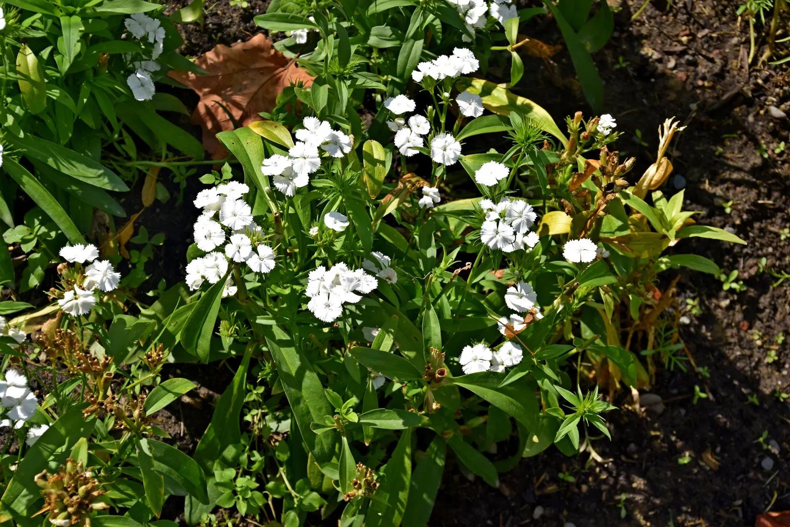 Sweet Williams (Dianthus Barbatus) — Hardy in USDA zones 3 to 9; its low-maintenance and long blooming period, image 129