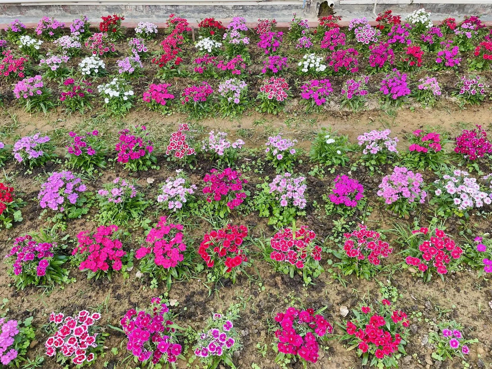 Sweet Williams (Dianthus Barbatus) — creating a striking backdrop for the clusters of small flowers; it is known for its prolific blooming and ease, image 126