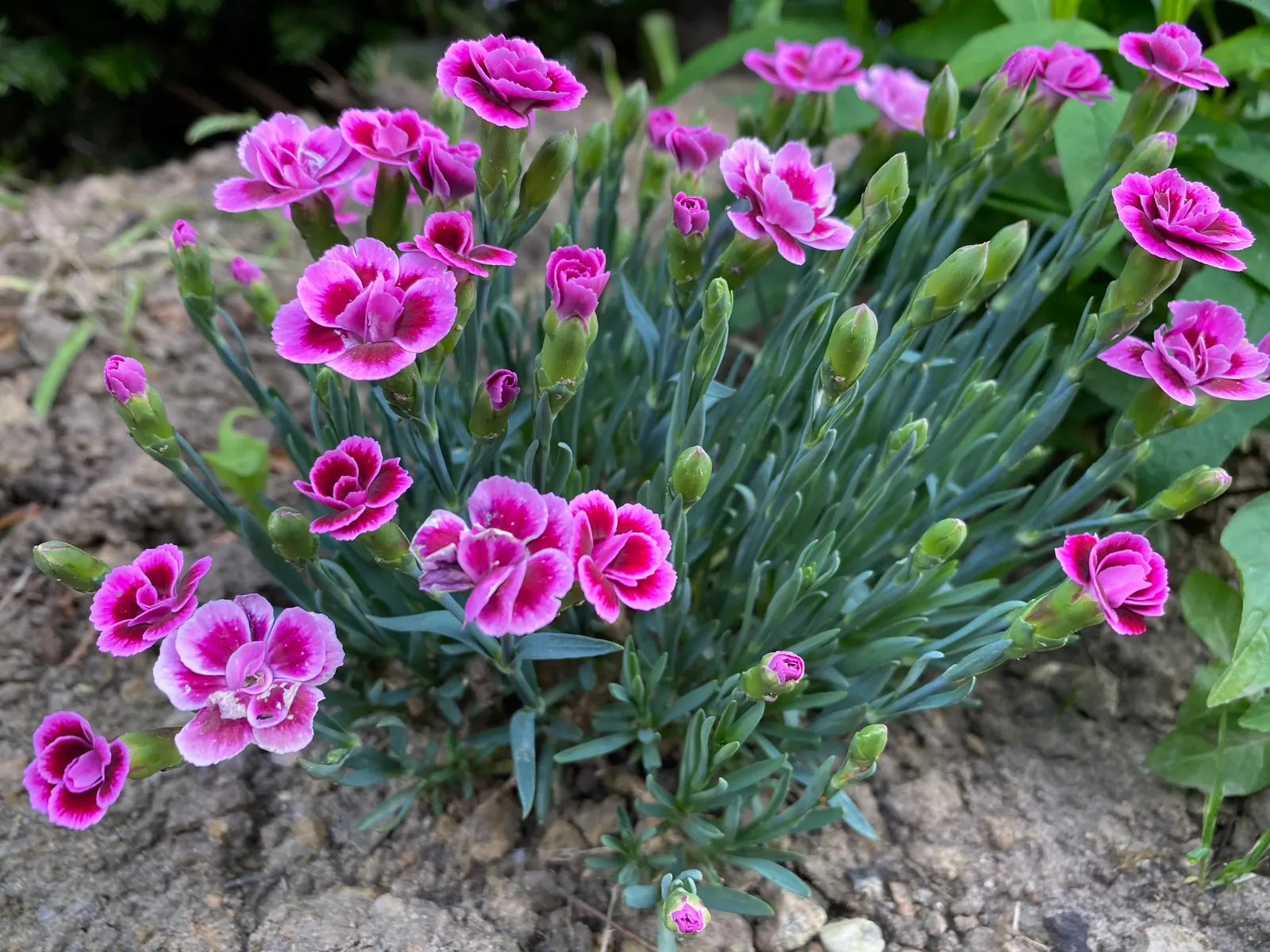 Sweet Williams (Dianthus Barbatus) — A member of the Caryophyllaceae family; it is known for its prolific blooming and ease of care, image 94