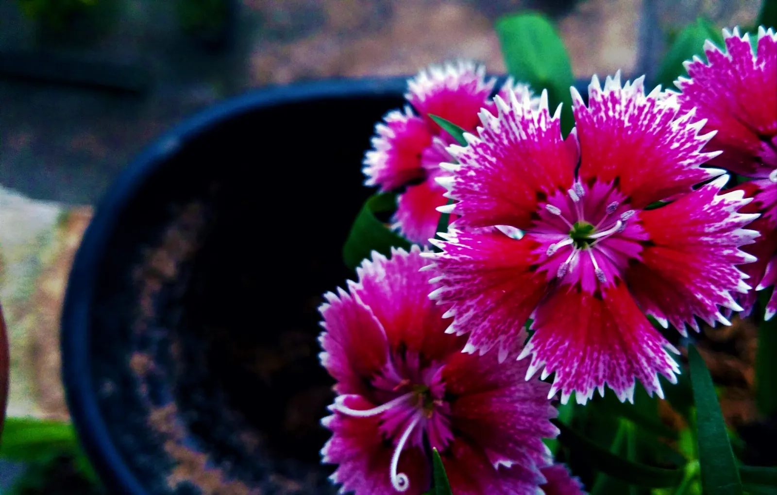 Sweet Williams (Dianthus Barbatus) — it is known for its prolific blooming and ease of care; they are excellent choices for borders, image 67