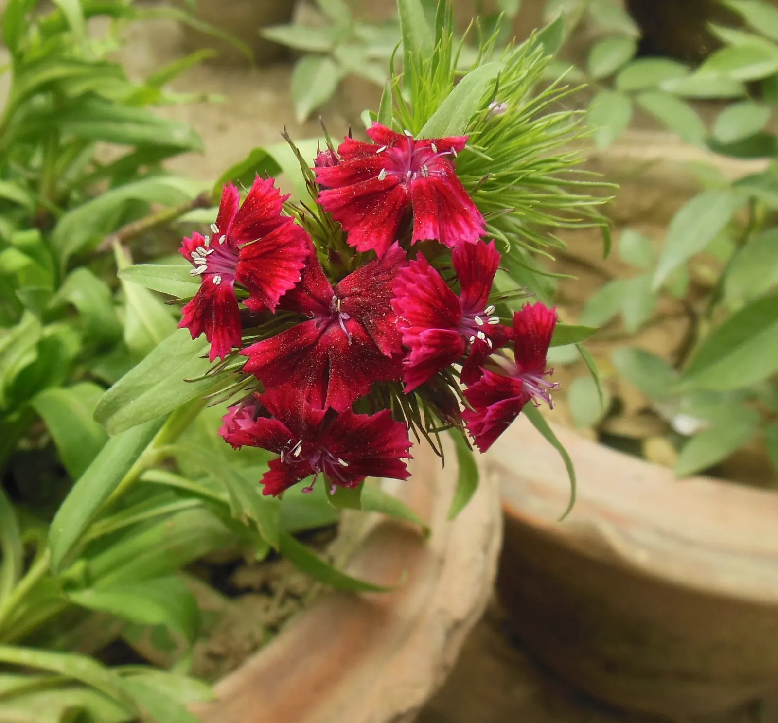 Sweet Williams (Dianthus Barbatus) — they are beloved by pollinators; will keep Sweet William looking its best, image 132