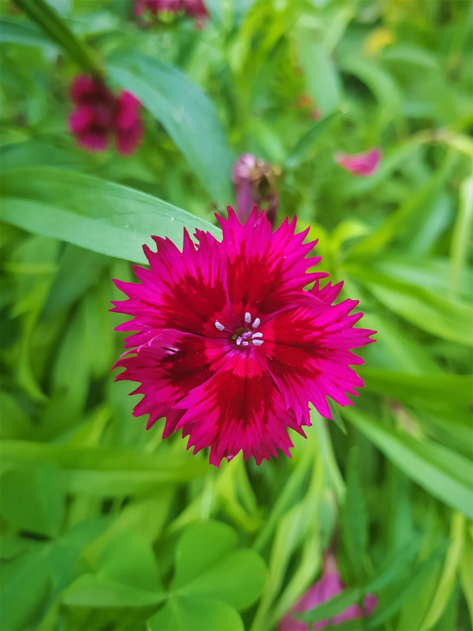 Sweet Williams (Dianthus Barbatus) — creating a lush mound of foliage and blooms; will keep Sweet William looking its best, image 96